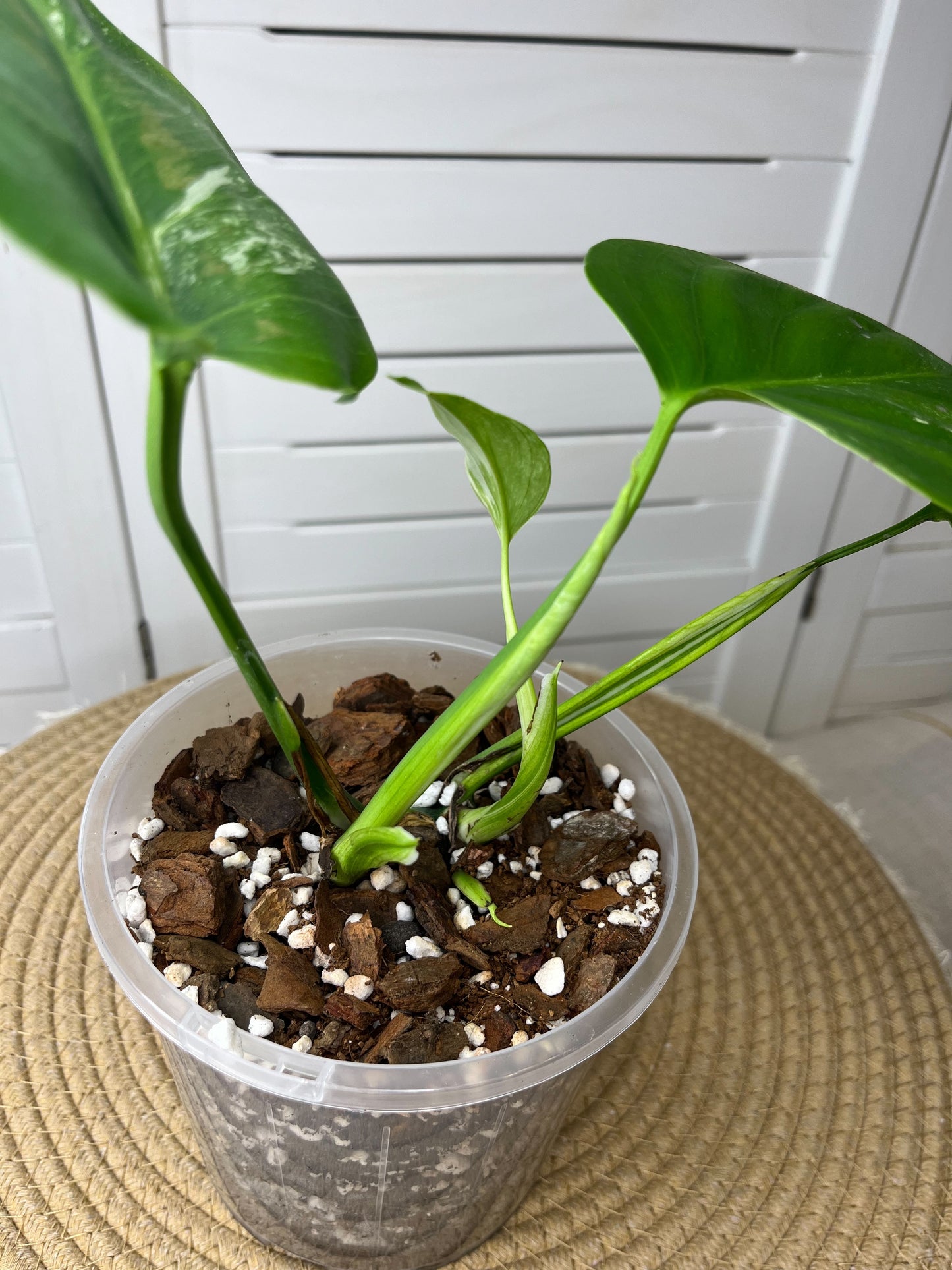 Monstera Borsigiana Albo Variegated 3