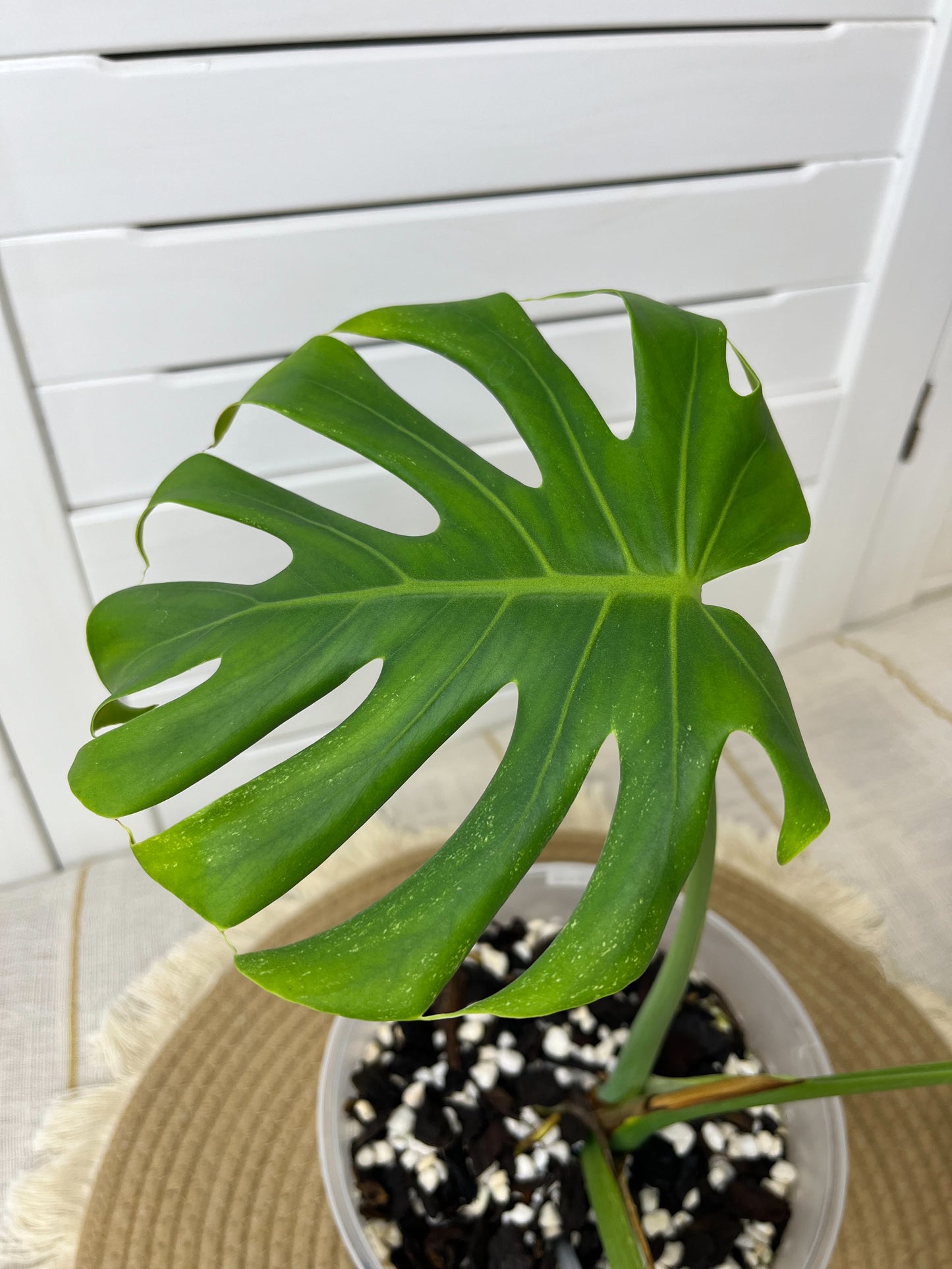Monstera Deliciosa Sunshine 4