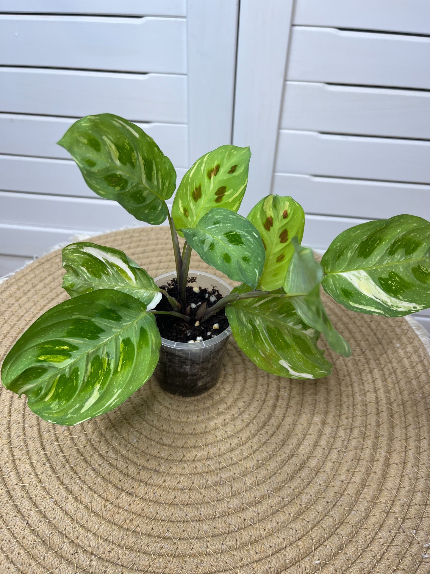 Maranta Variegated (Prayer Plant) 4