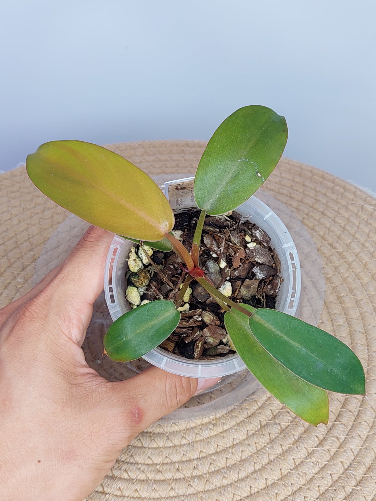 Philodendron Florida Bronze 1