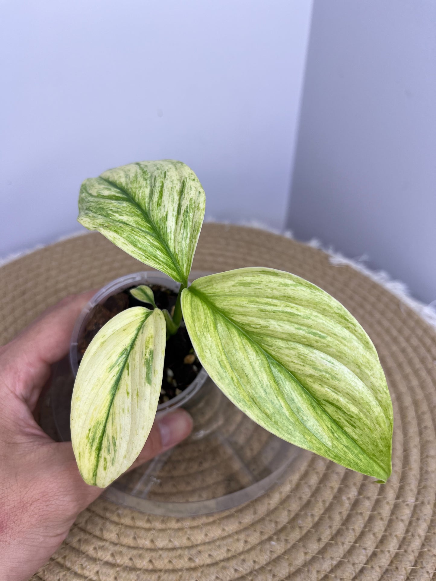 Scindapsus Longistipitatus Marble 01