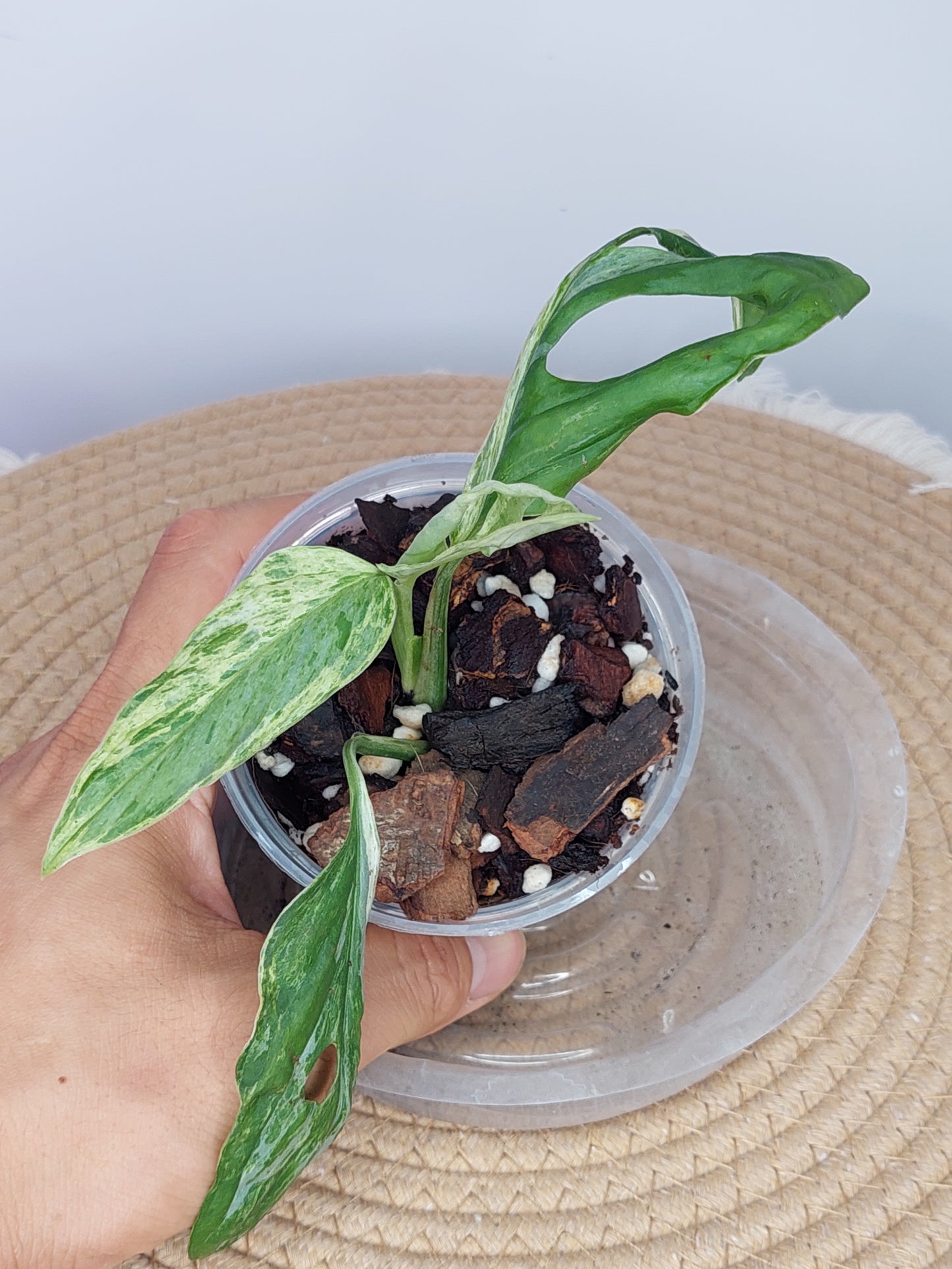 Monstera Adansonii Mint - (1)