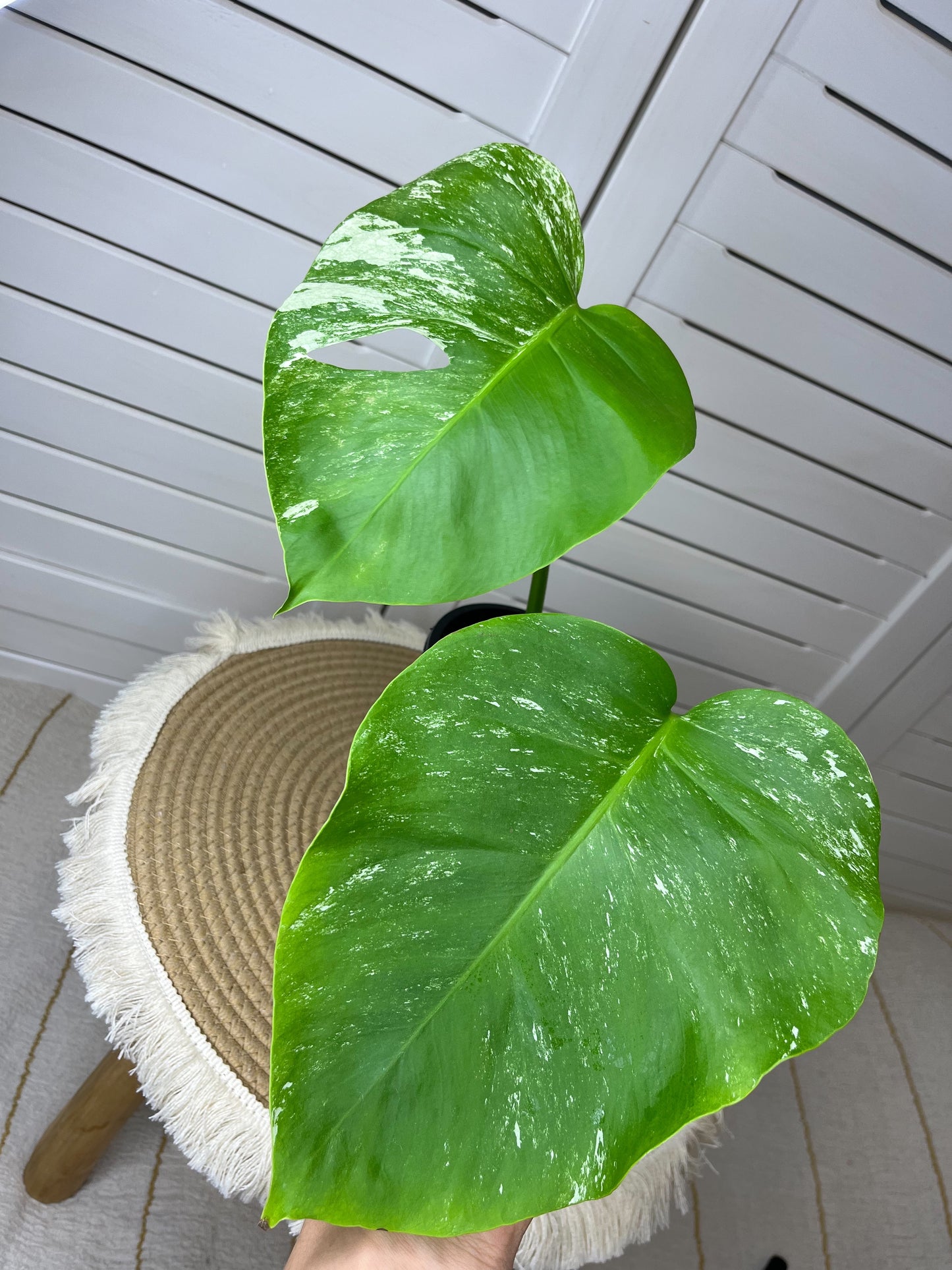 Monstera Borsigiana Albo Variegated 4