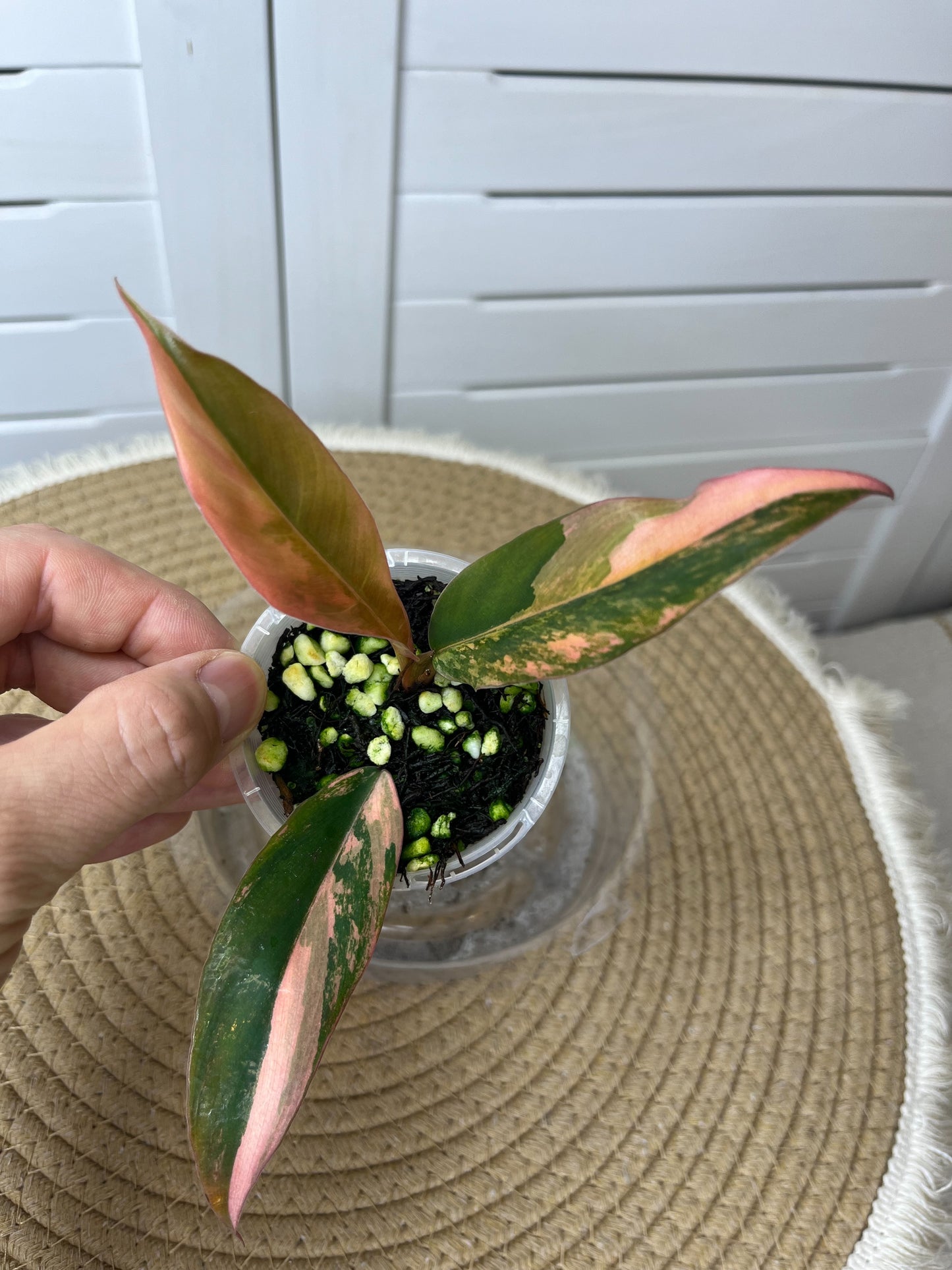Philodendron Caramel Marble Variegated 1