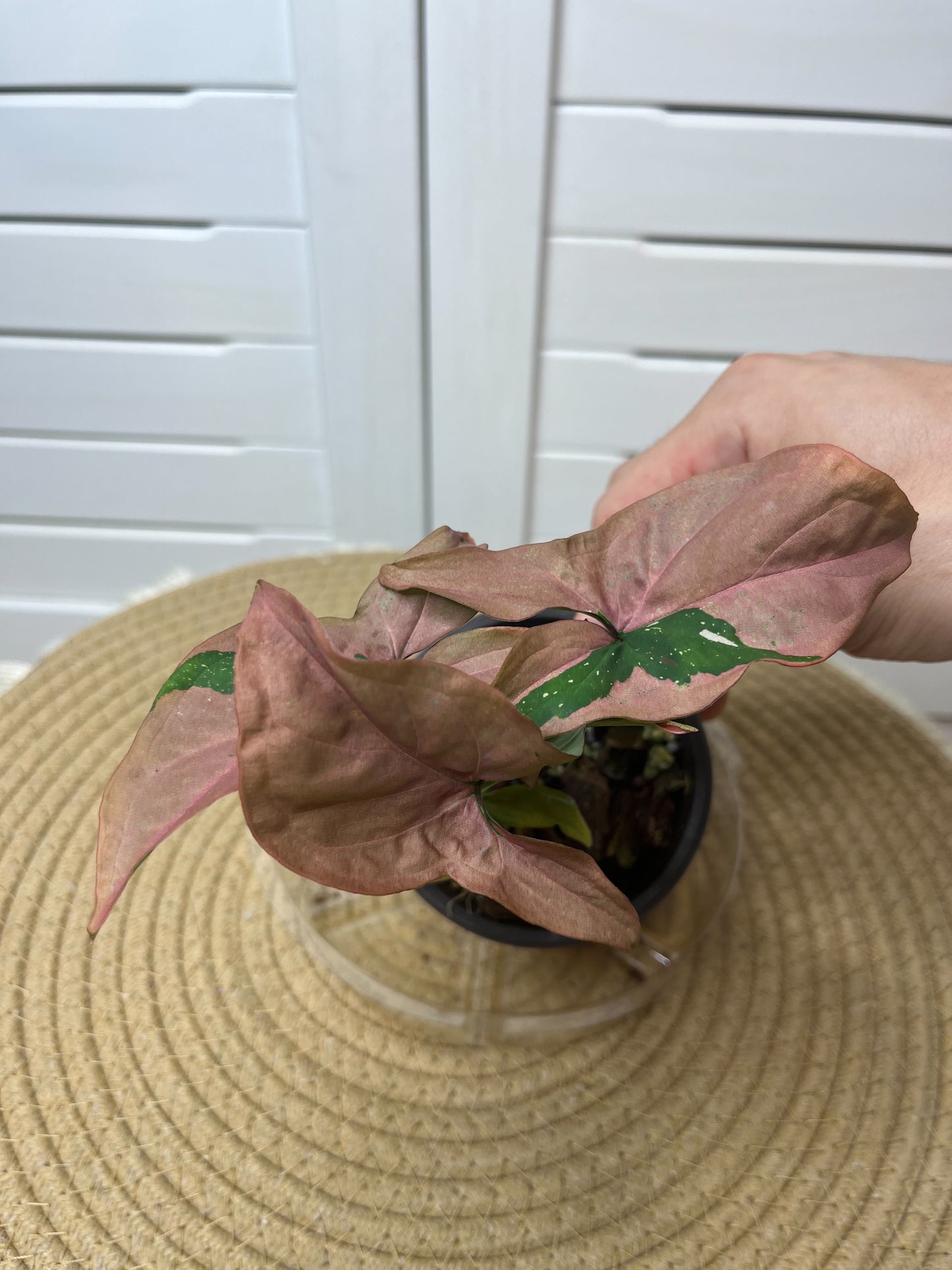 Syngonium Red Spot Tricolour 4