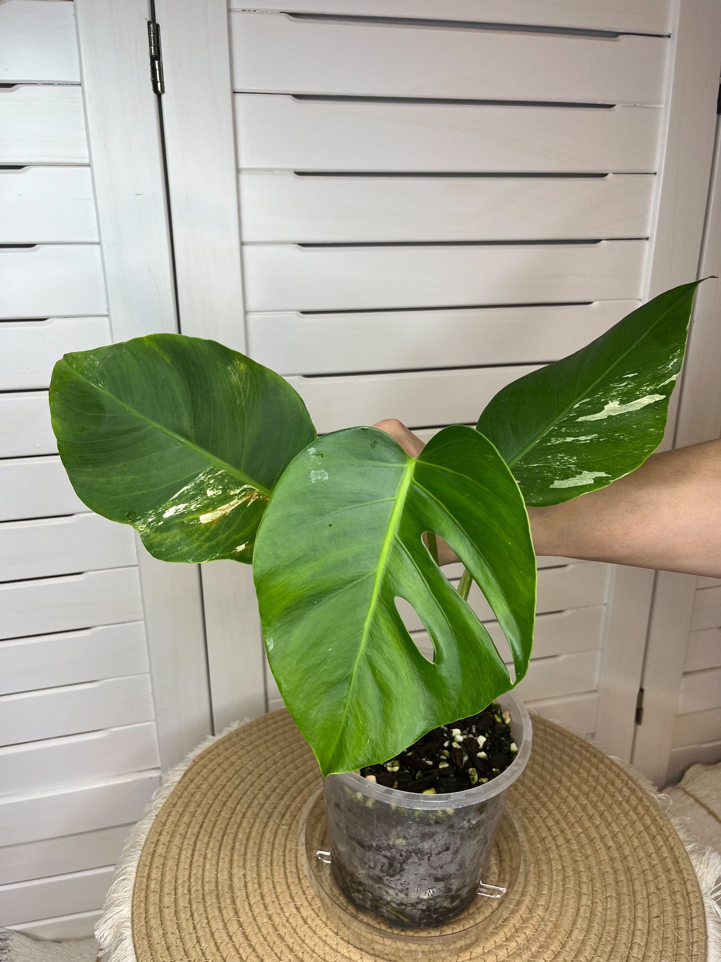 Monstera Borsigiana Albo Variegated 4