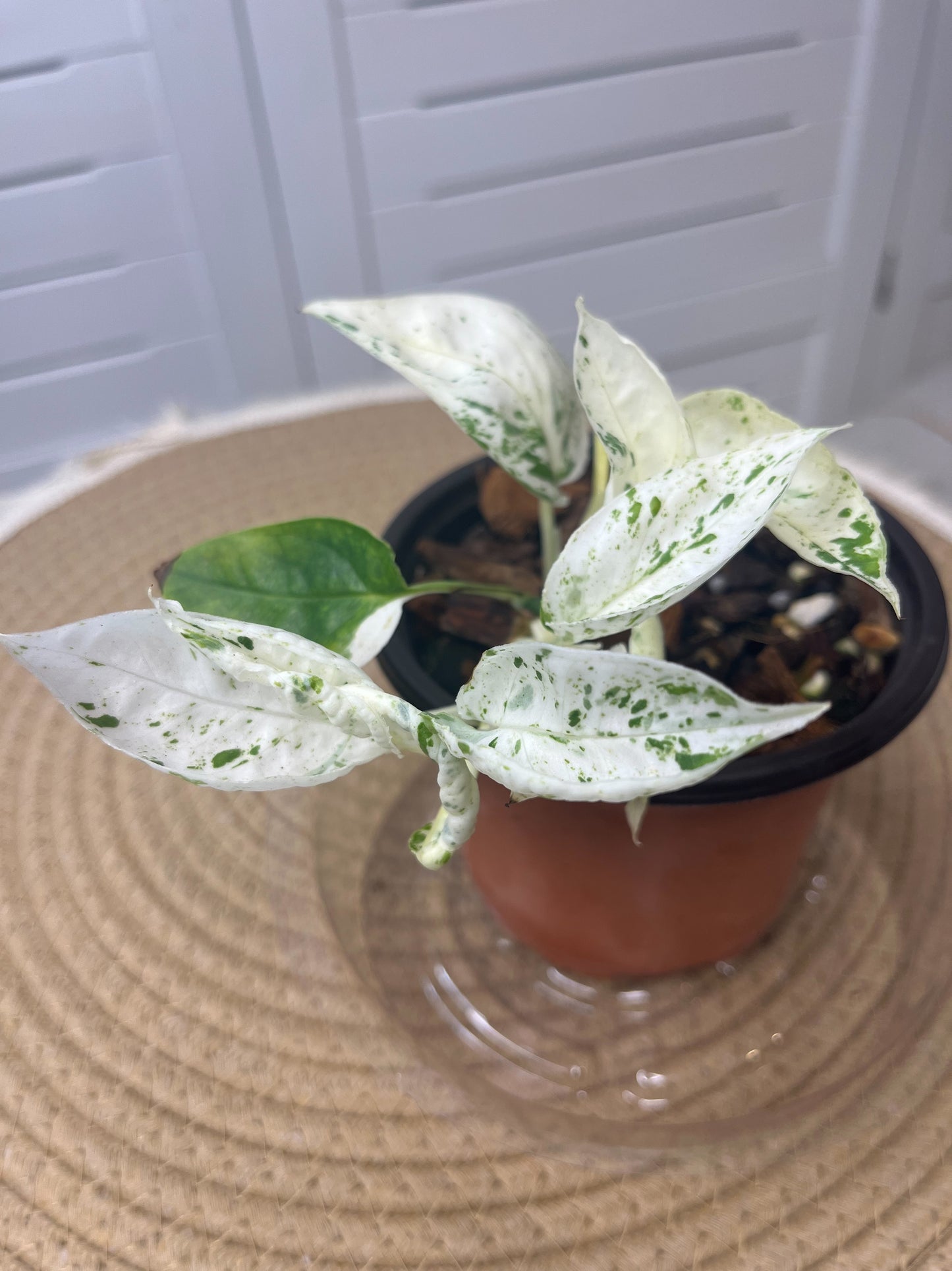 Epipremnum Pinnatum Marble @4