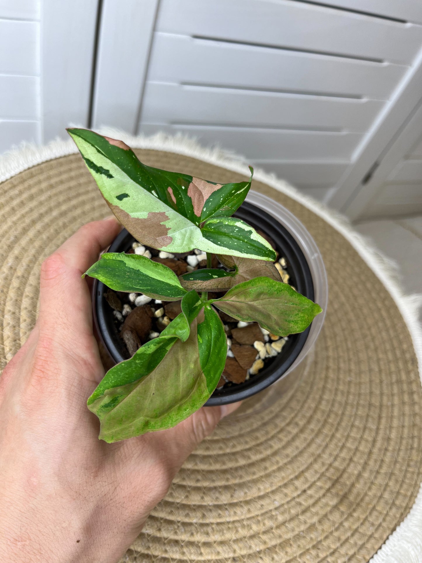 Syngonium Red Spot Tricolour 4