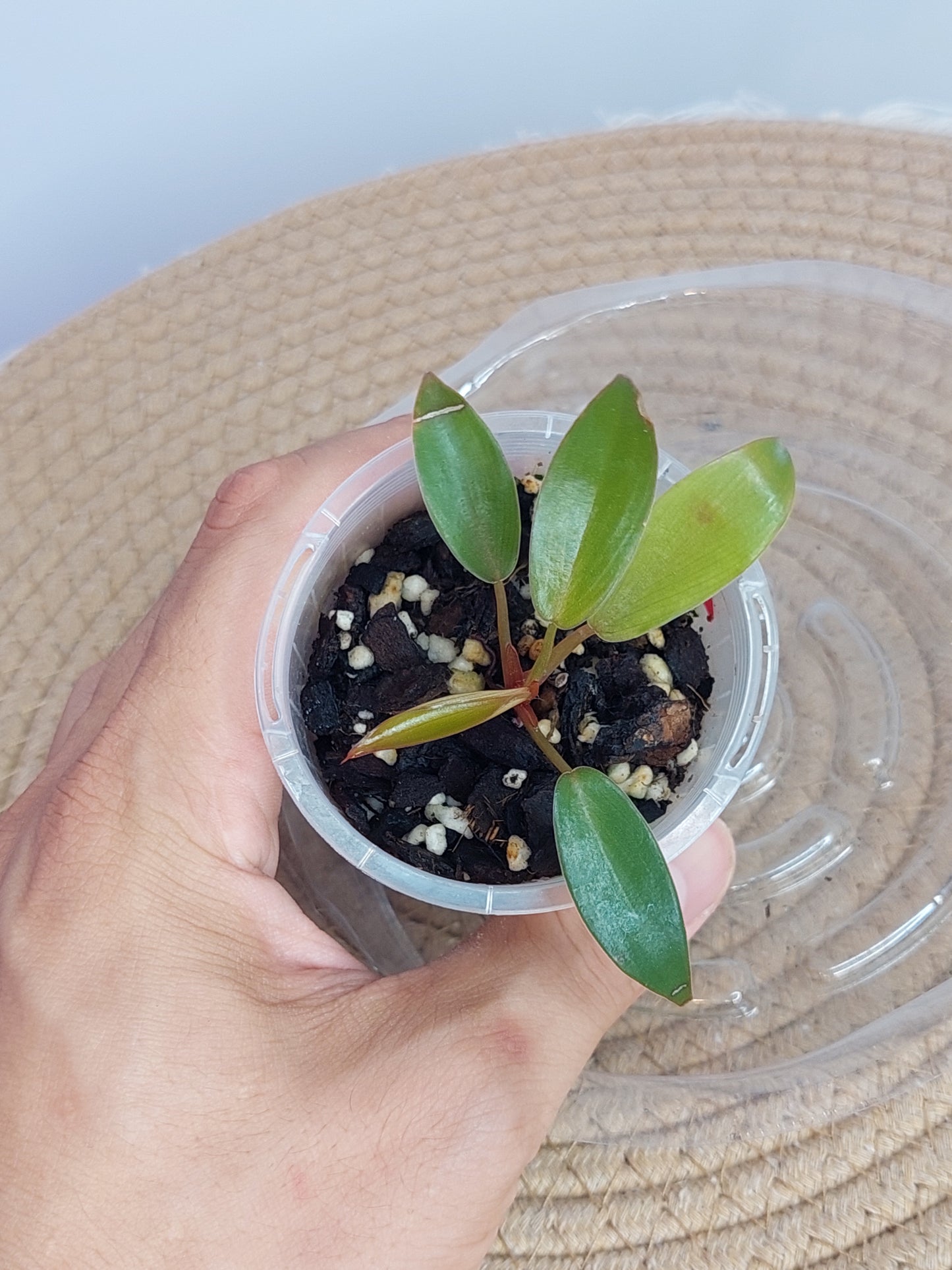 Philodendron Florida Bronze 4