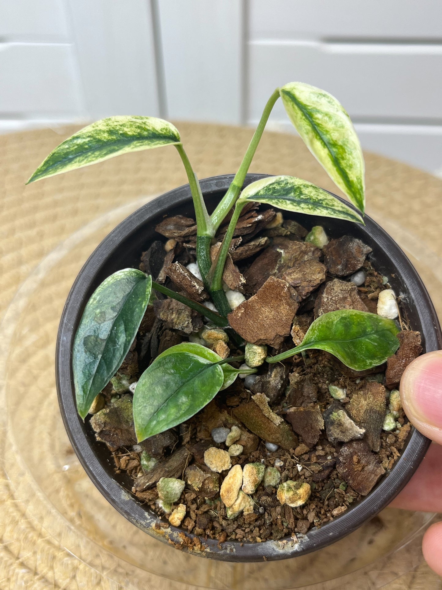 Epipremnum Pinnatum Bali Hanoman 4