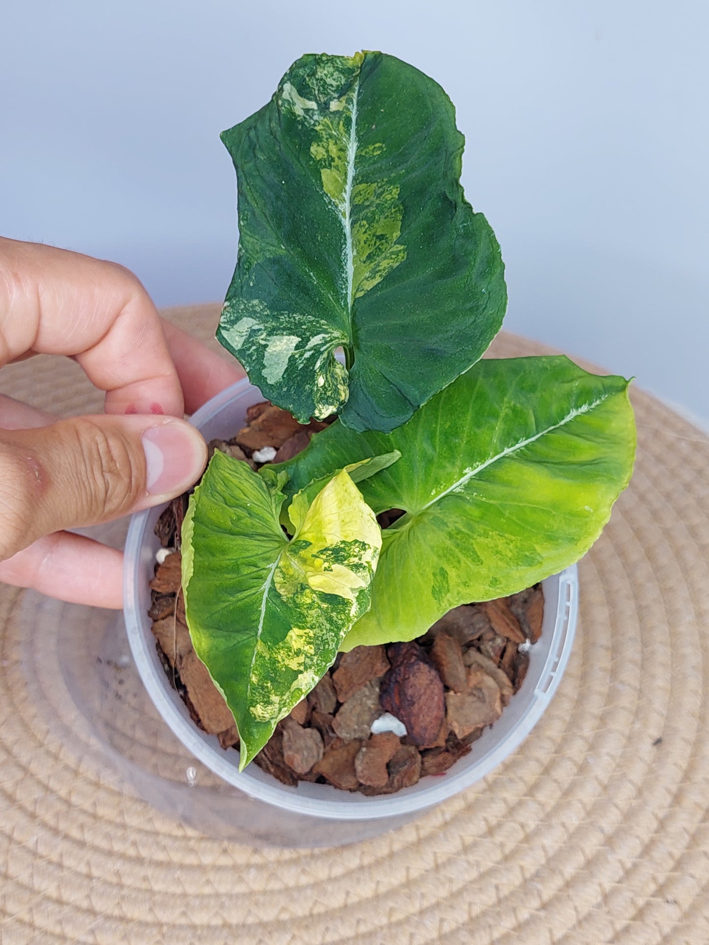 Syngonium Scrambled Eggs 1