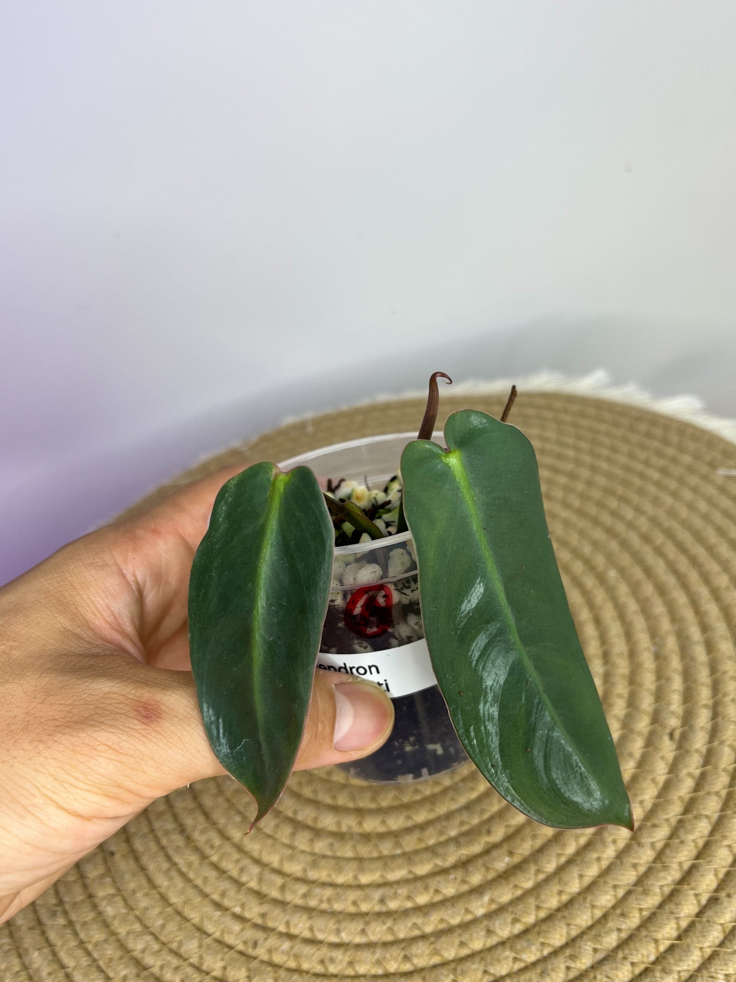 Philodendron Spiritus Sancti A