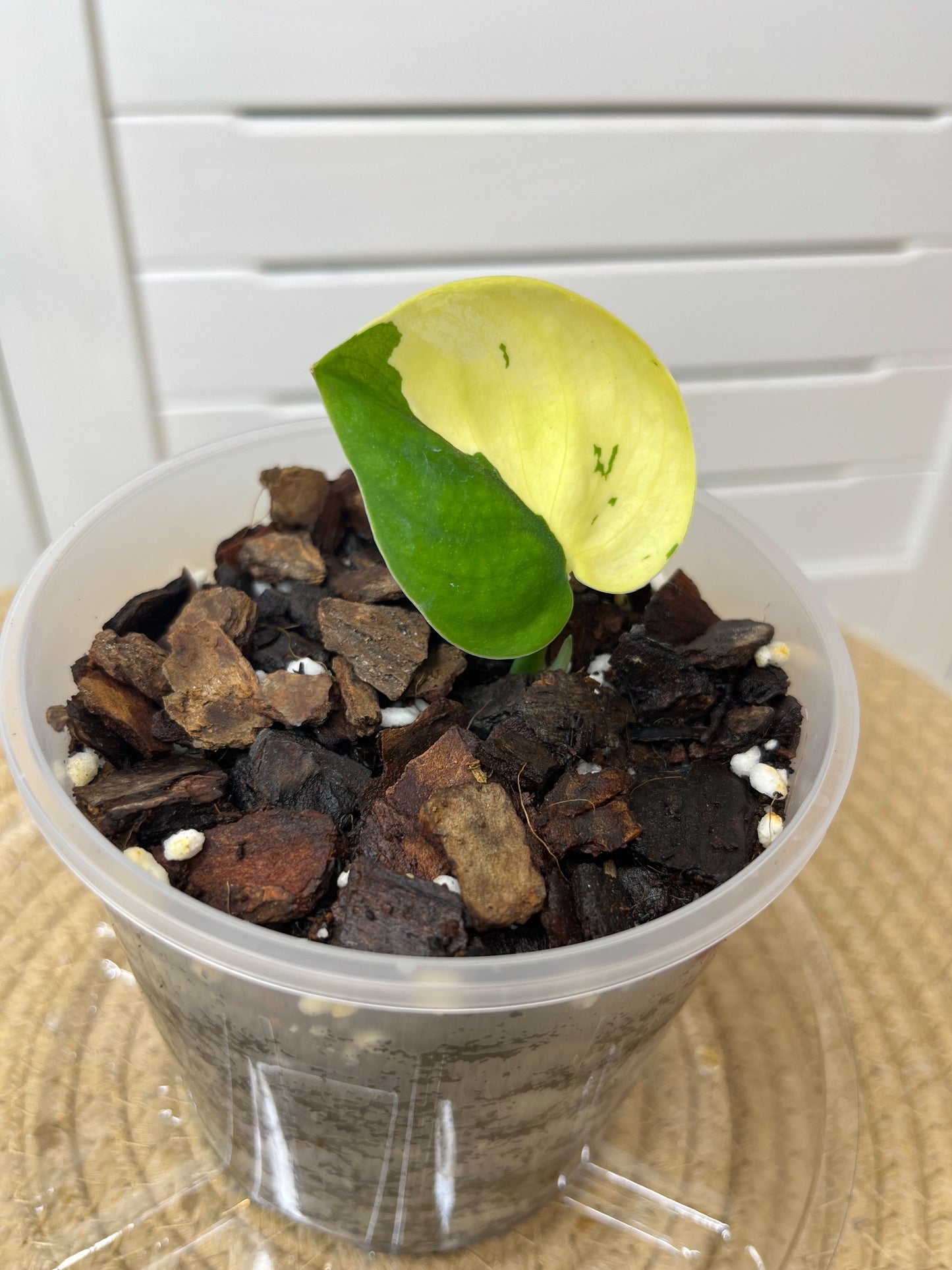 Scindapsus Jade Satin Variegated D