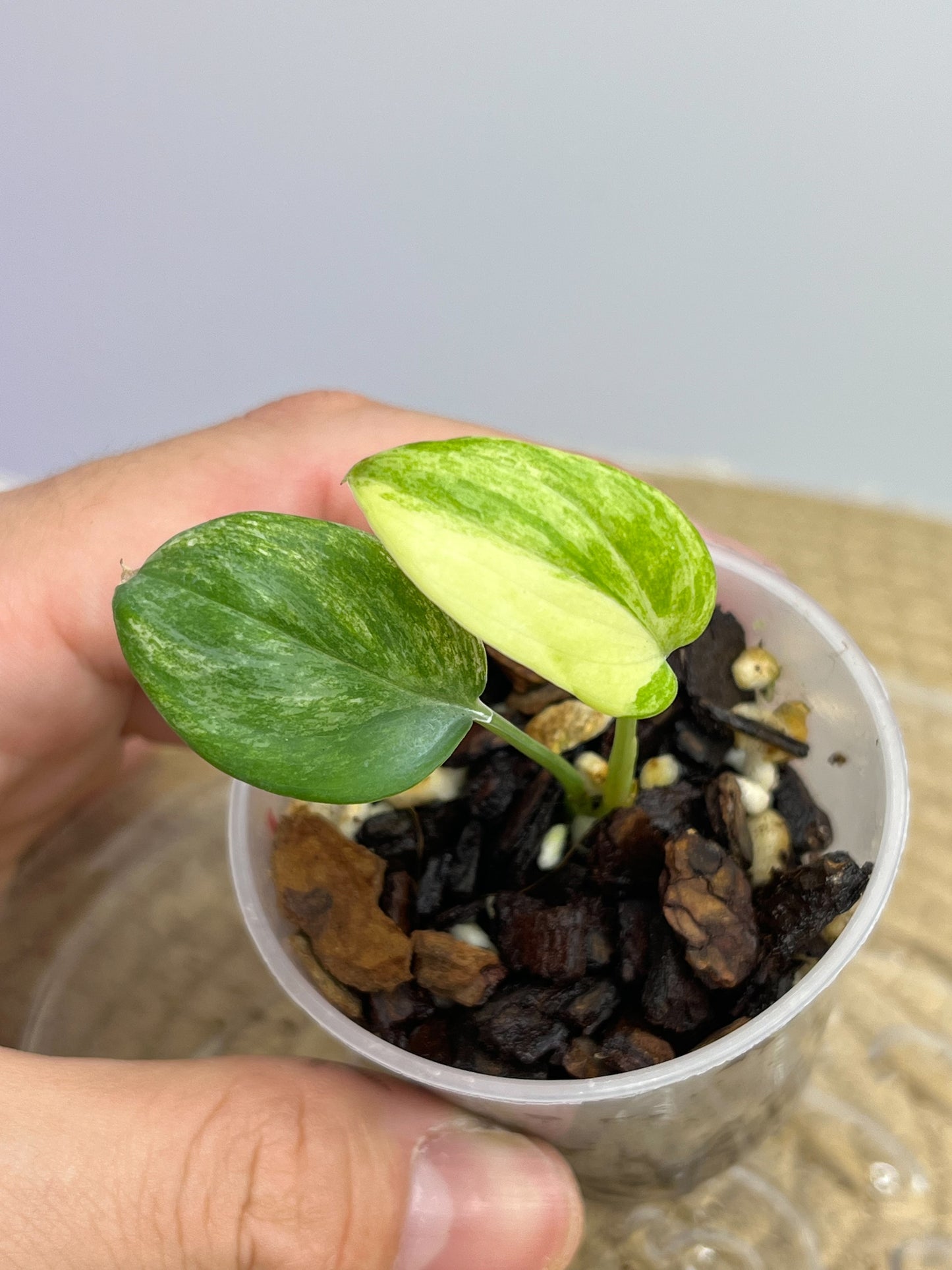 Scindapsus Blue Aurea 1