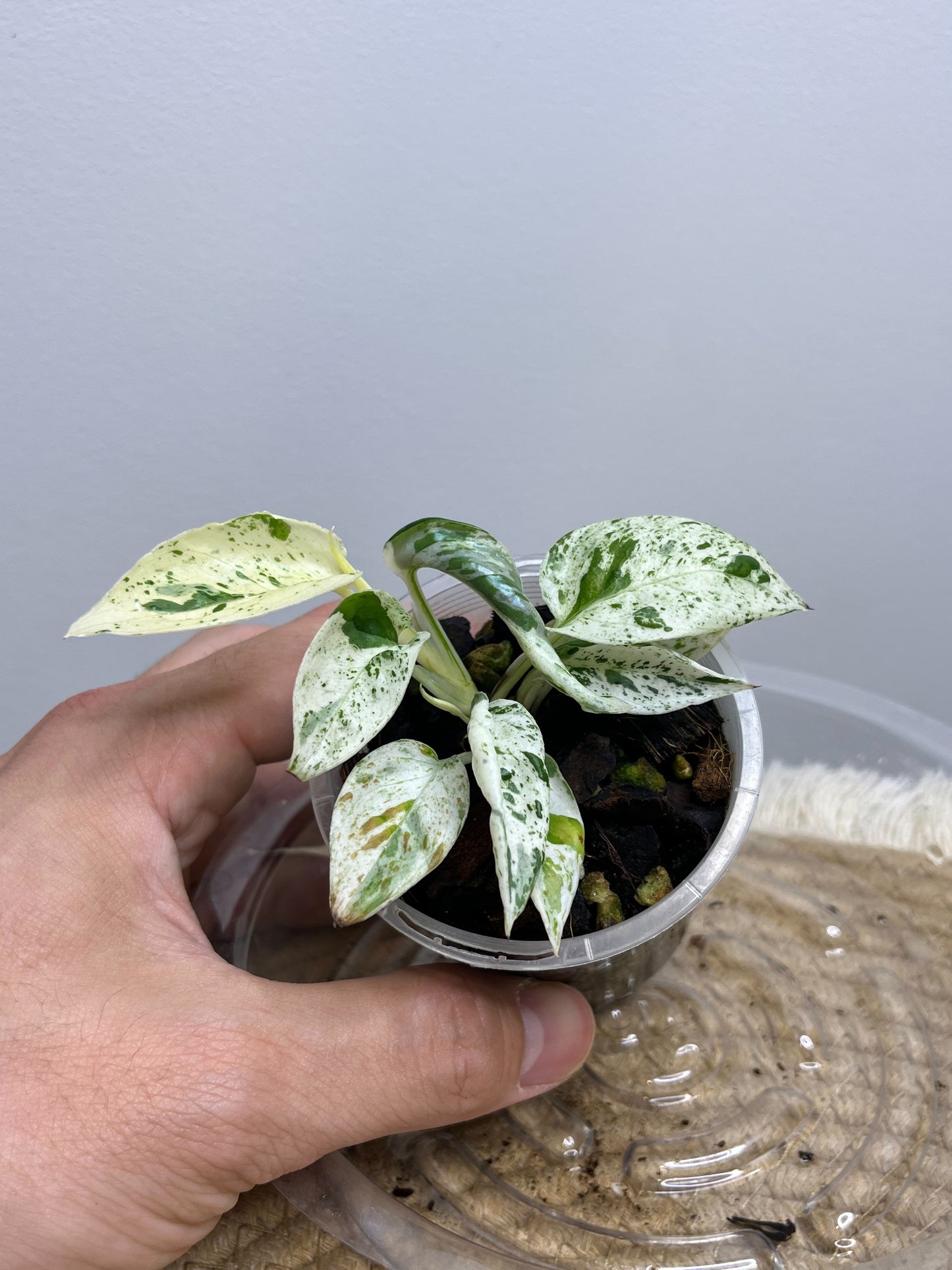 Epipremnum Pinnatum Marble 4