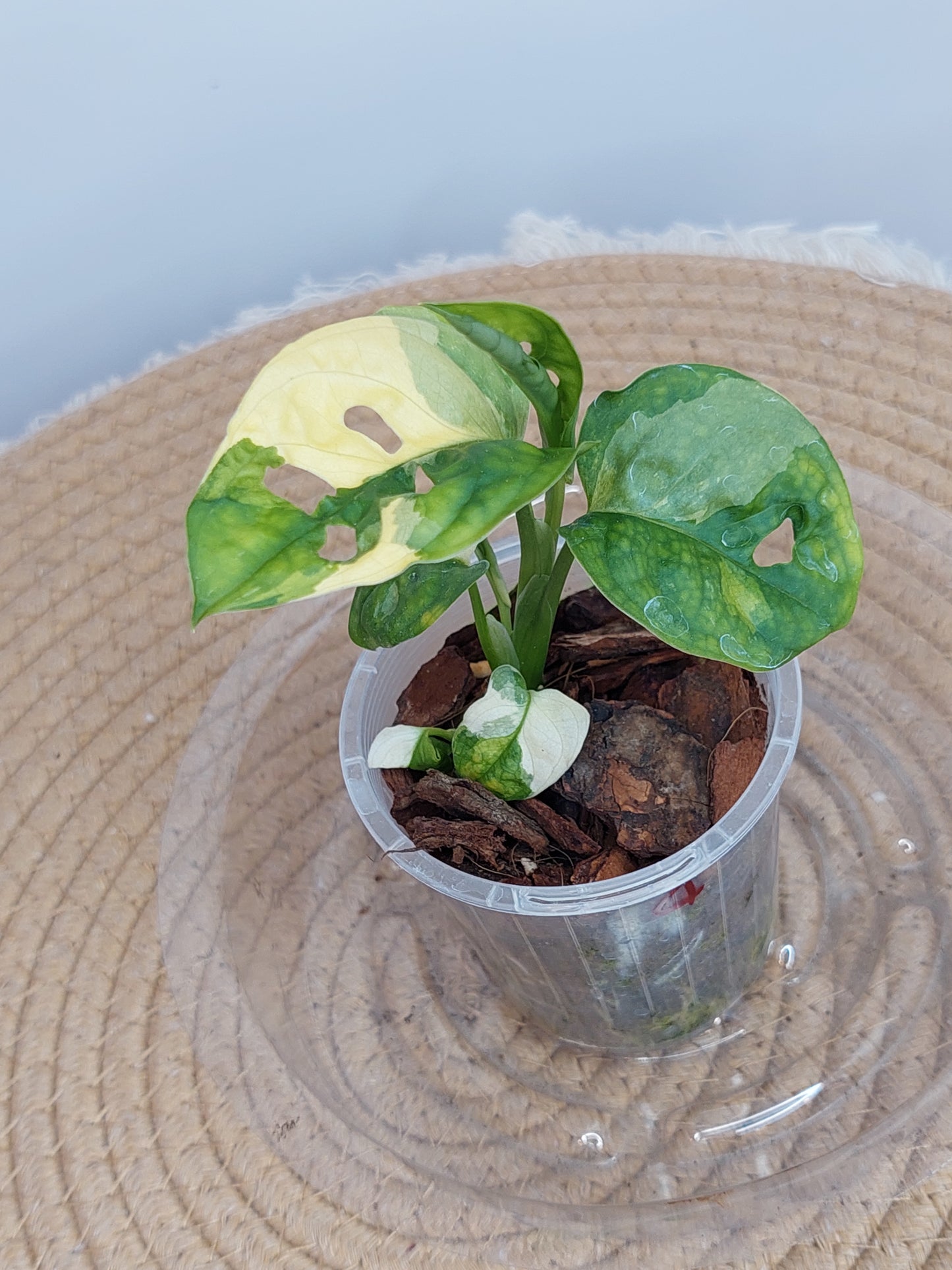 Monstera Monkey Mask(Adansonii) Variegated 4