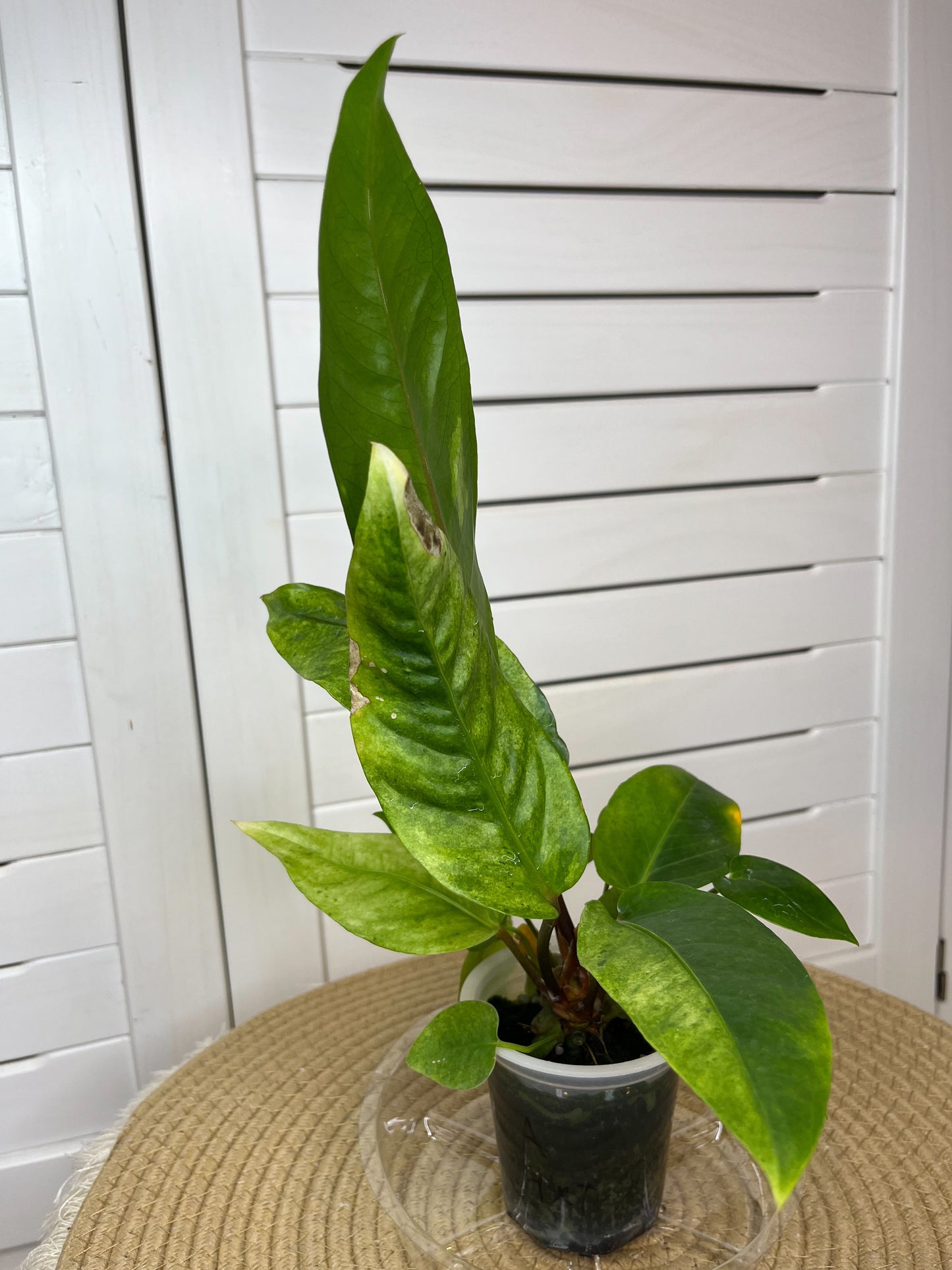 Anthurium Hookeri Variegated 4