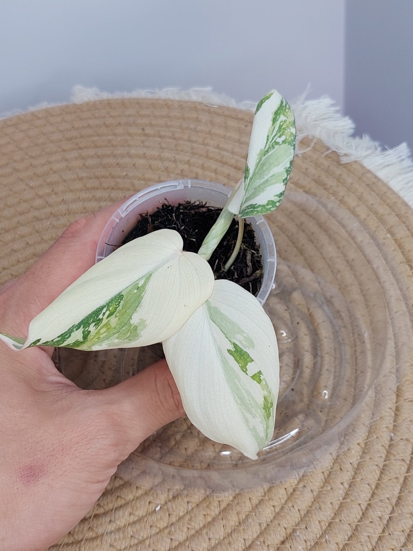 Philodendron Gloriosum Variegated 1