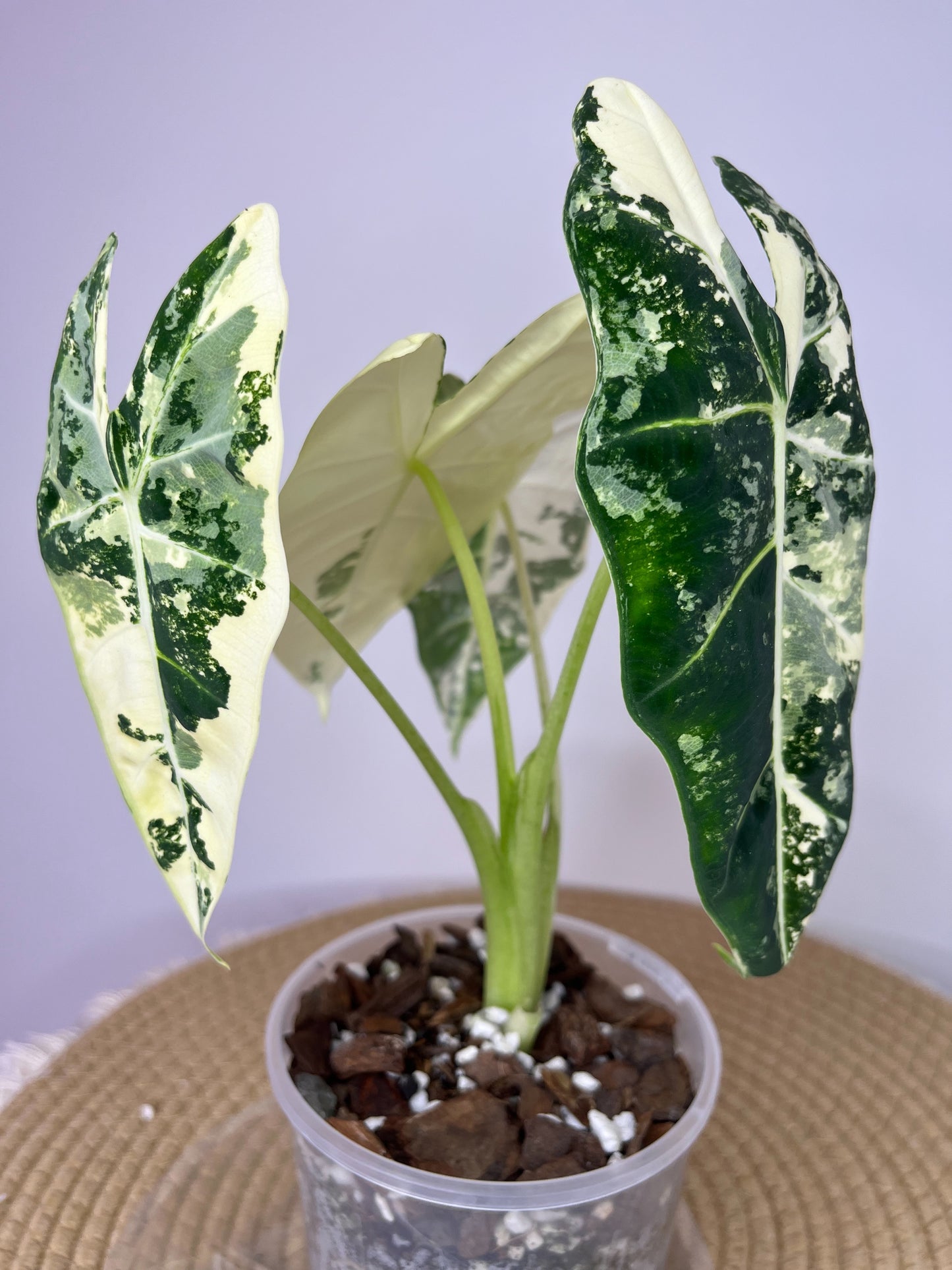 Alocasia Frydek Variegated #3