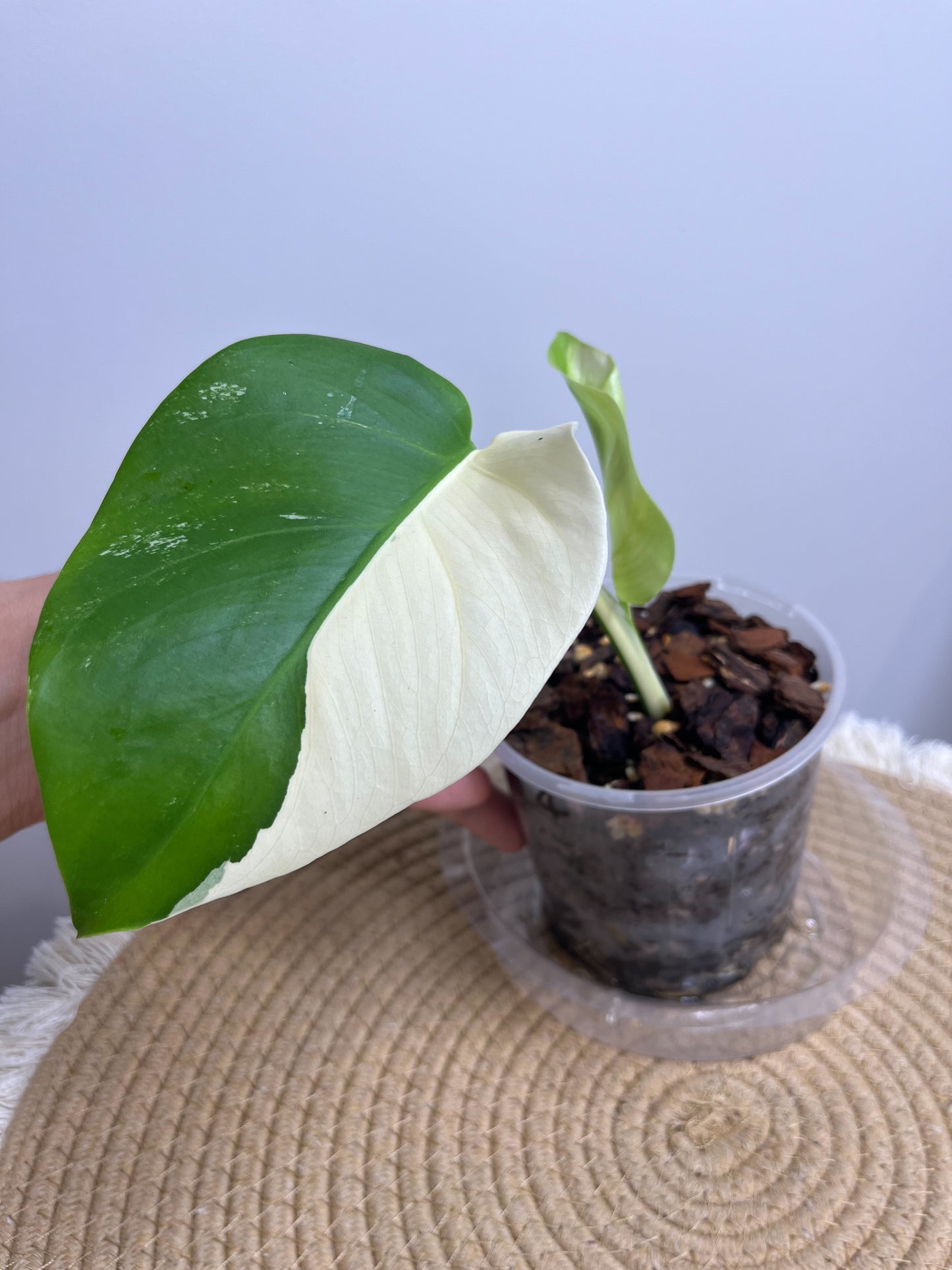 Monstera Borsigiana Albo Variegated 4