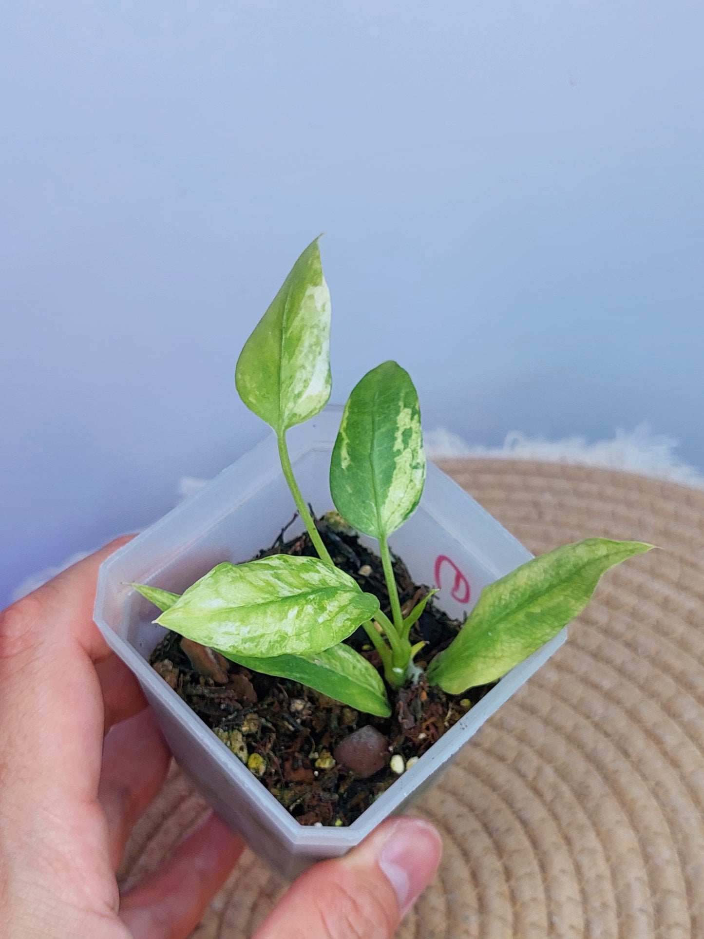 Anthurium Vittarifolium Variegated #1