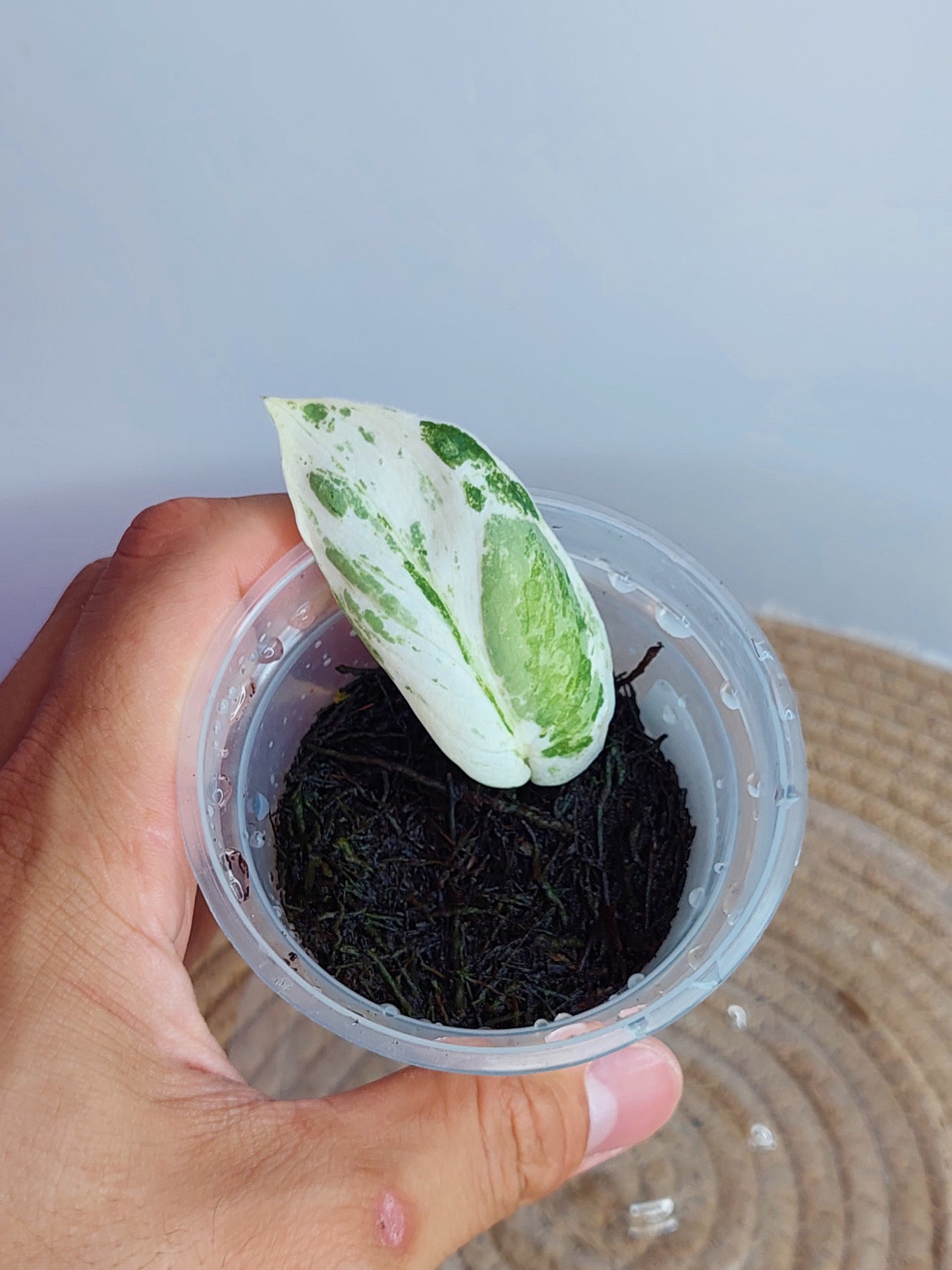 Scindapsus Silver Splash Variegated #1