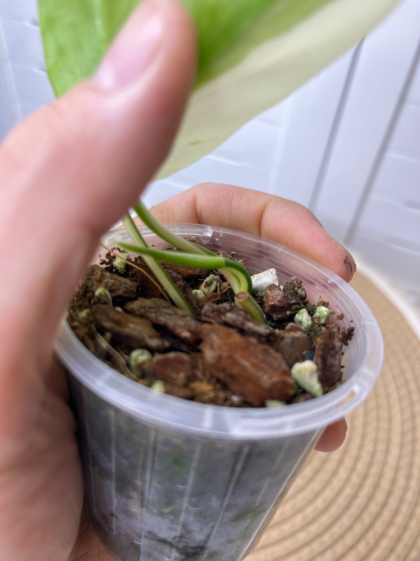 Philodendron Hederaceum(Heartleaf) ALBO Variegated 1