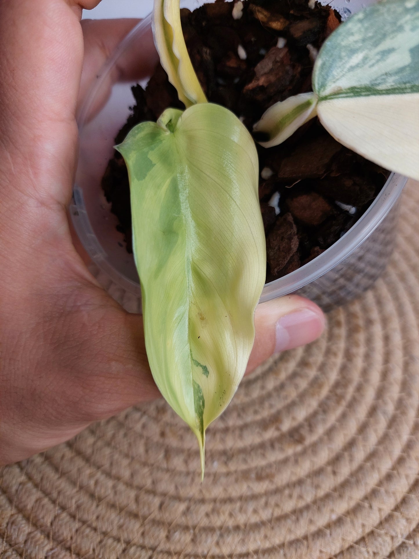 Philodendron Silver Sword Variegated #B