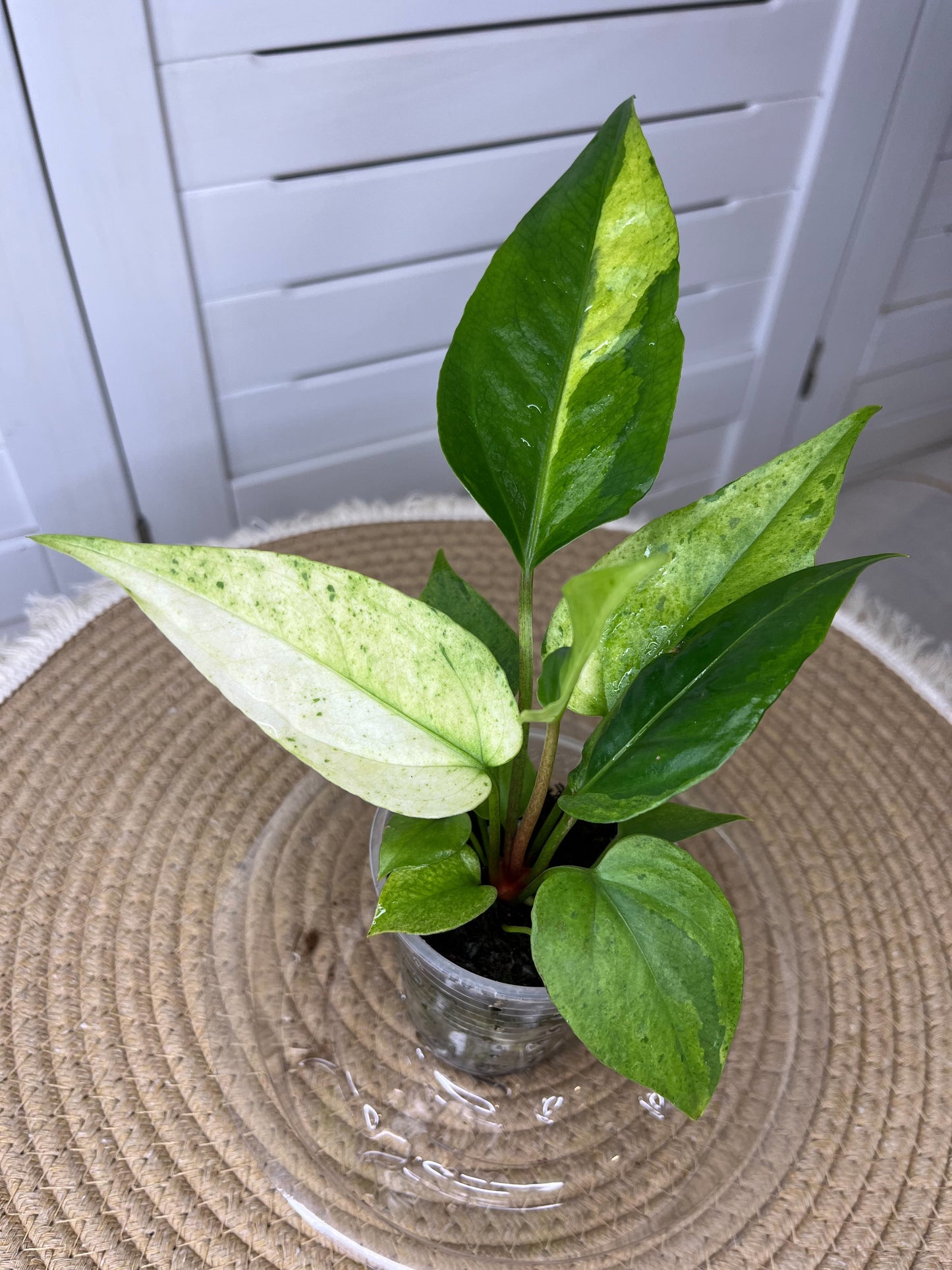 Anthurium Hookeri Variegated 5