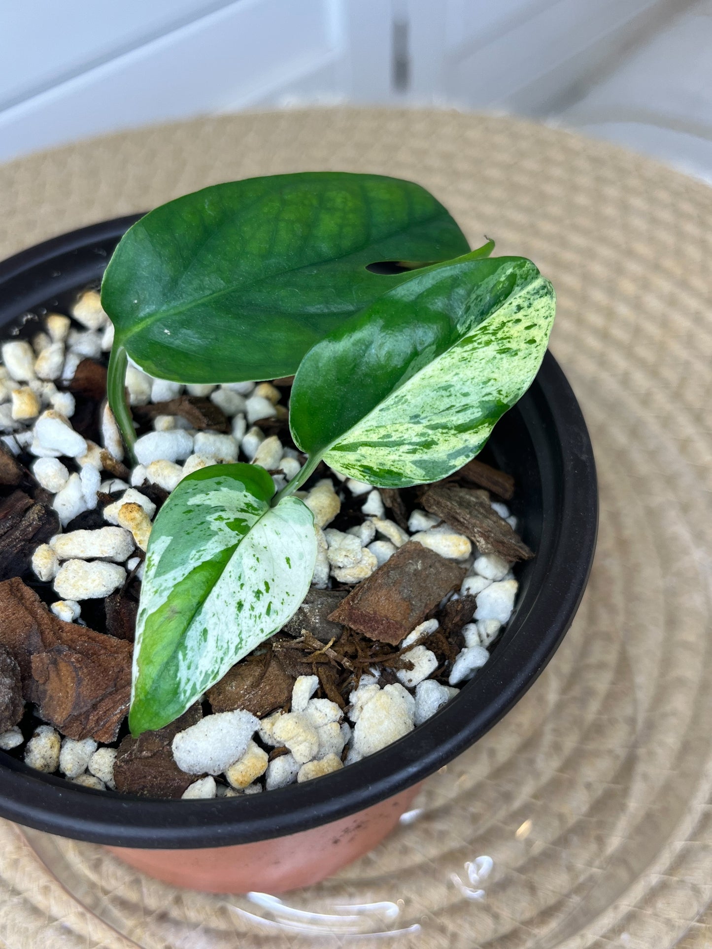 Epipremnum Pinnatum Marble (5)