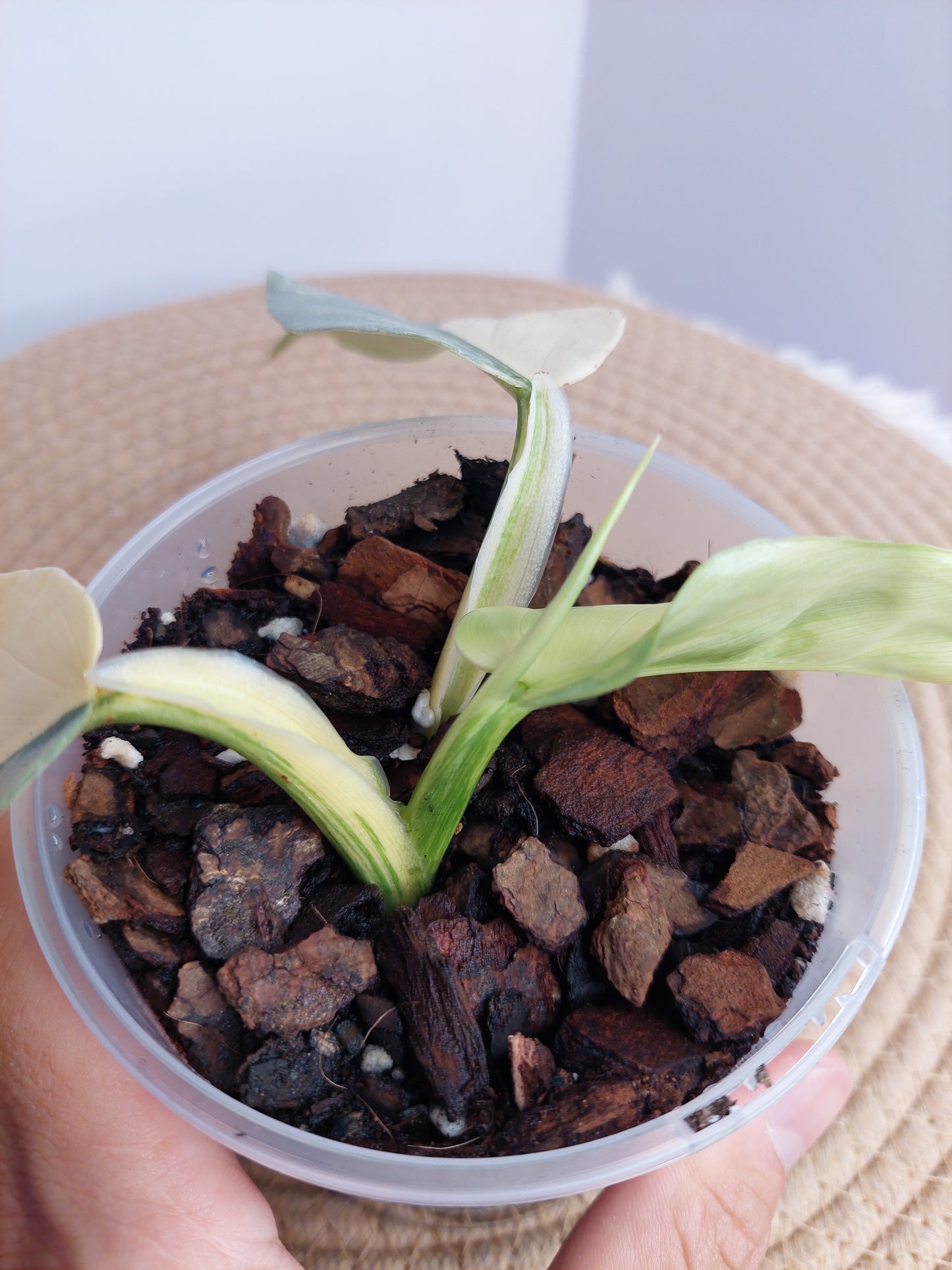 Philodendron Silver Sword Variegated #B