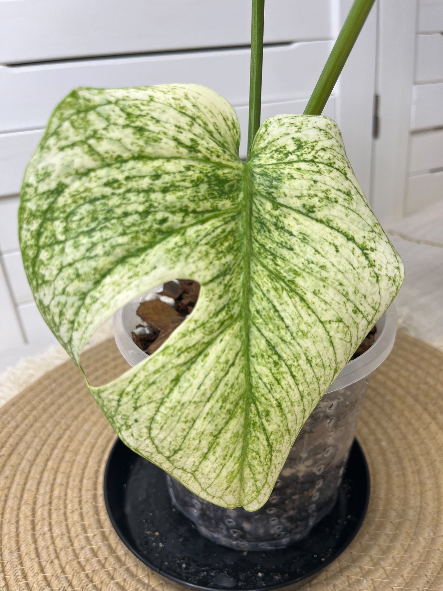 Monstera Deliciosa Sunshine 5