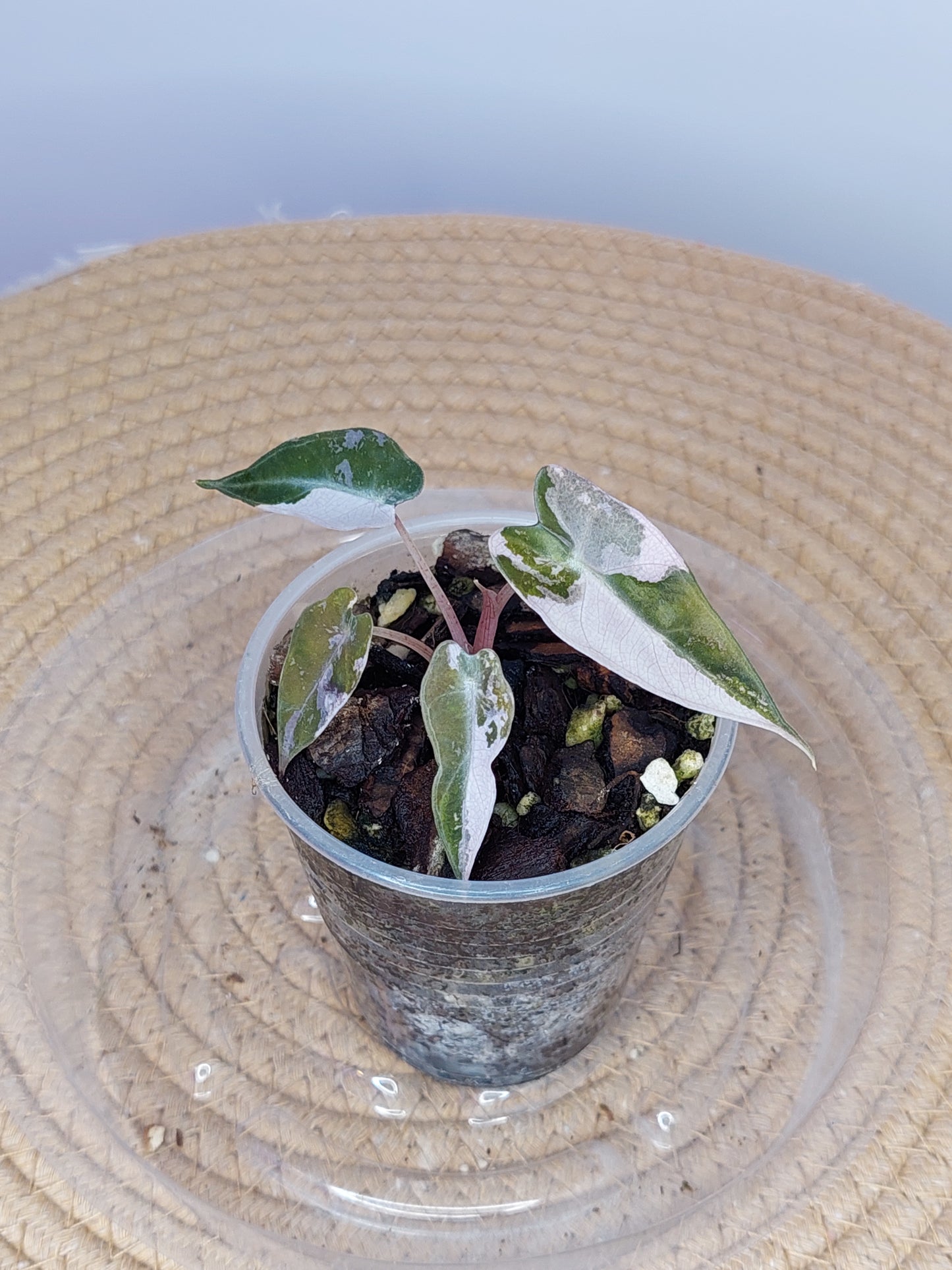 Alocasia Bambino Pink Variegated(Small) 1