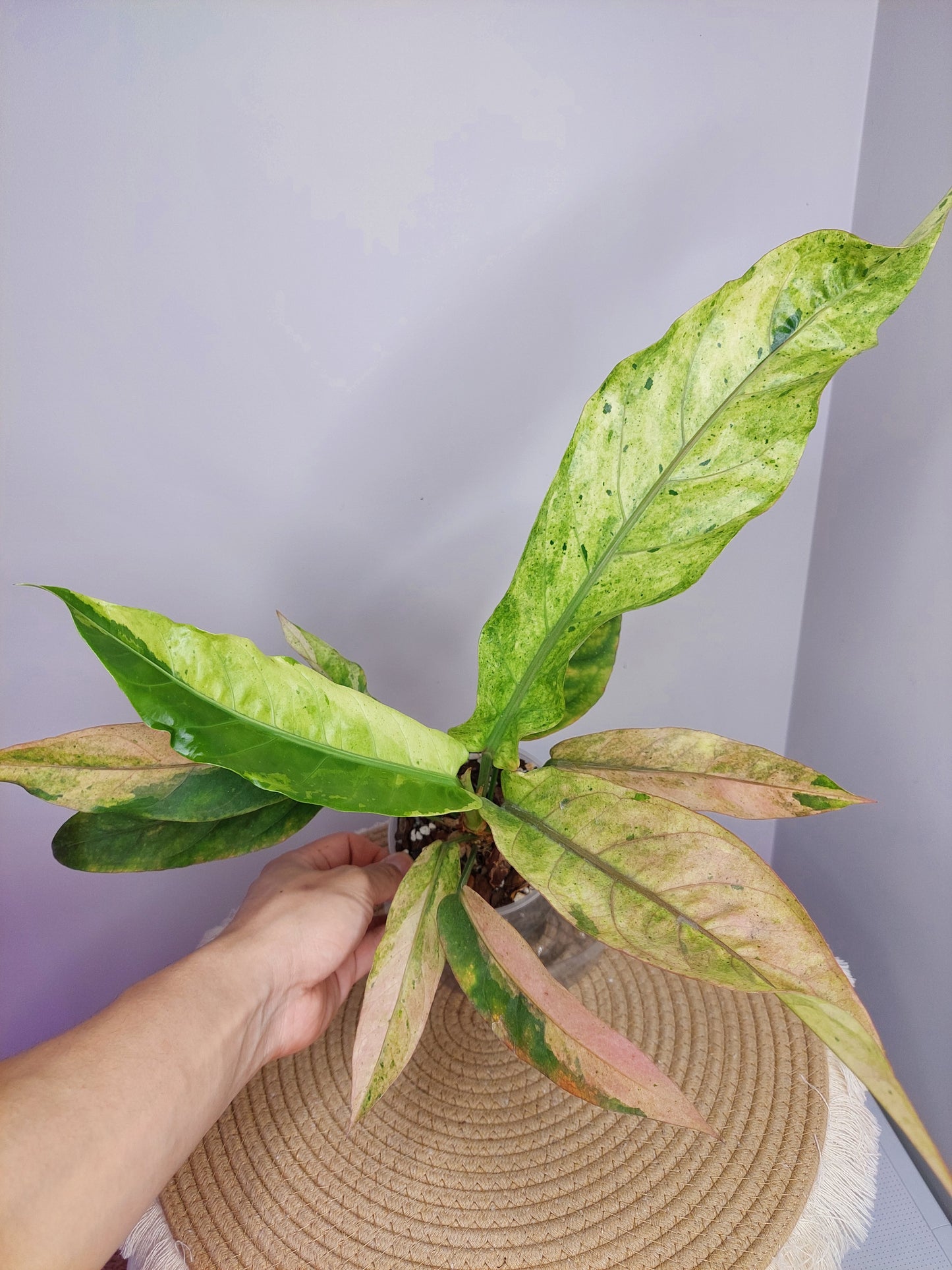 Anthurium Hookeri Variegated 1