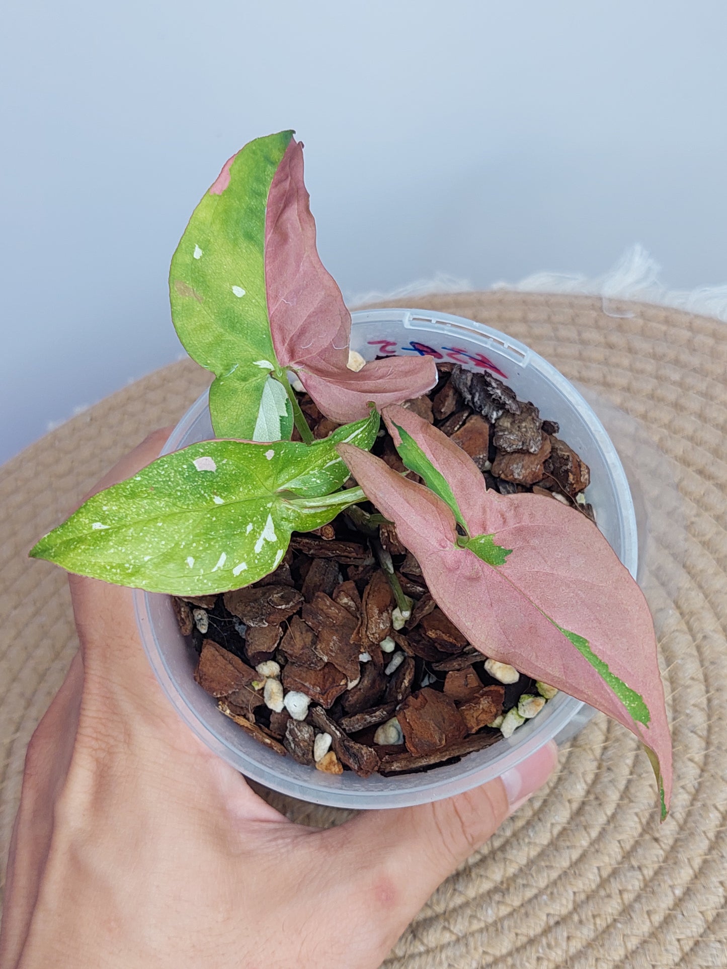 Syngonium Red Spot Tricolour 5