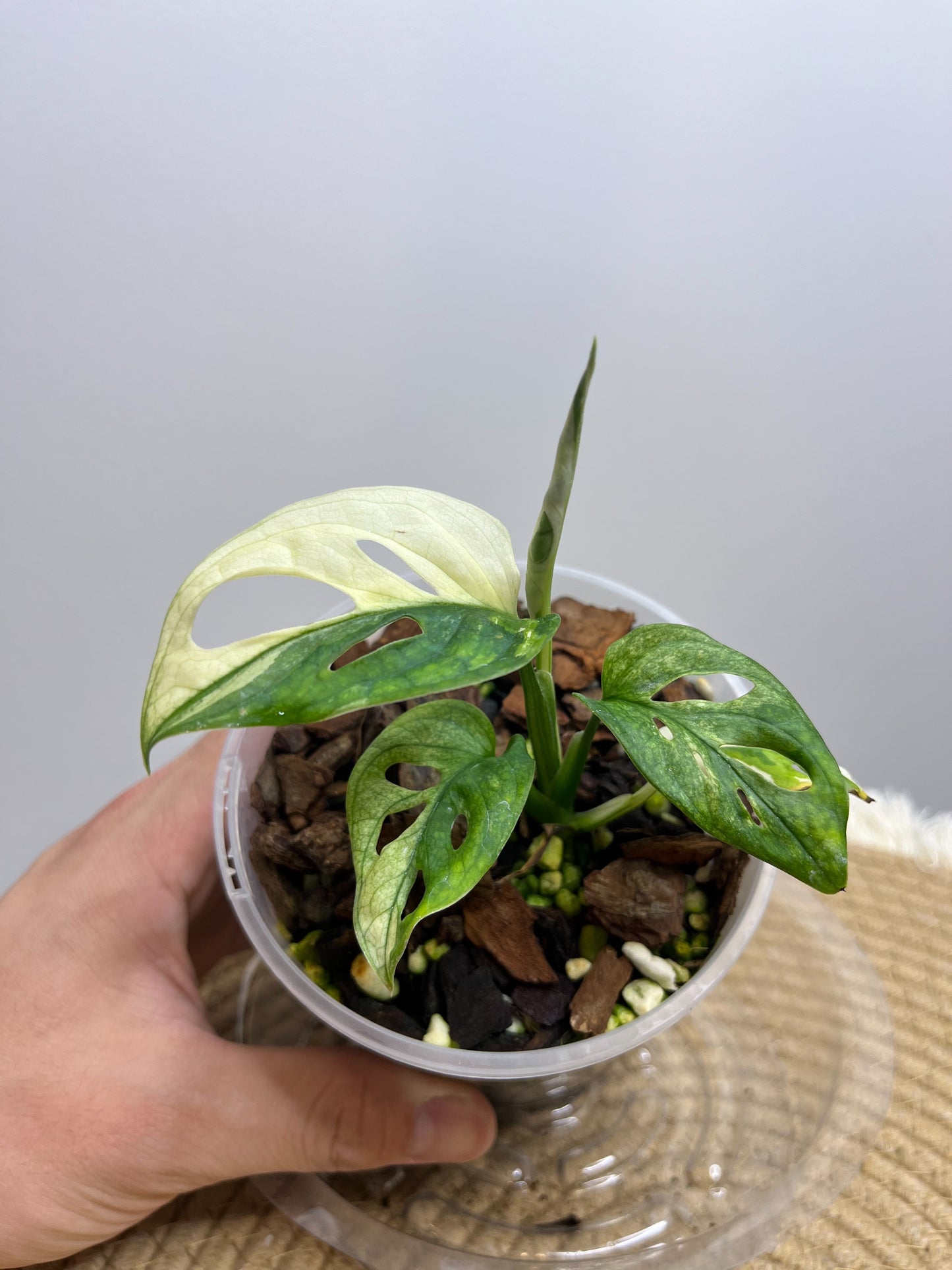 Monstera Monkey Mask(Adansonii) Variegated 5