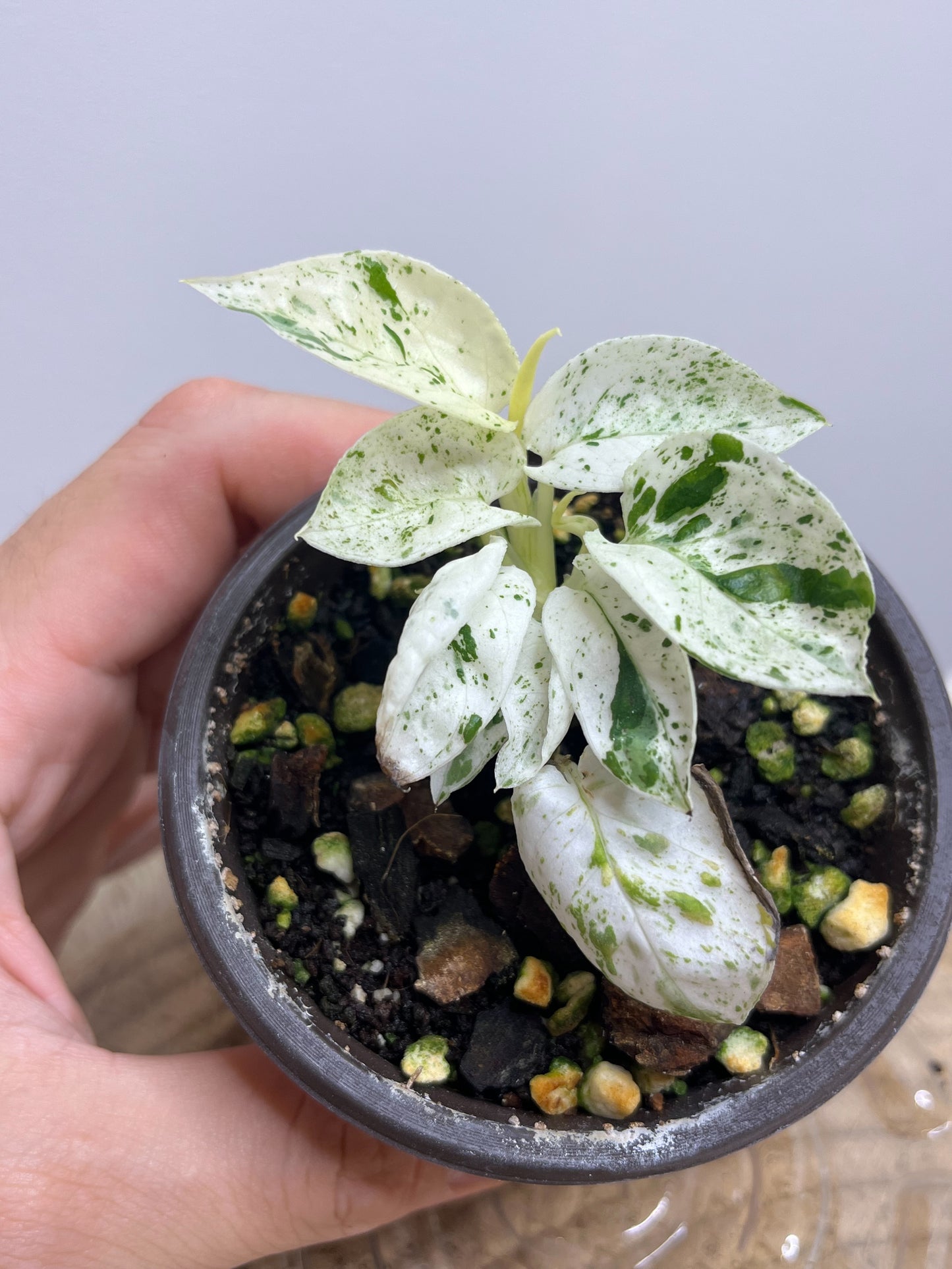 Epipremnum Pinnatum Marble 5