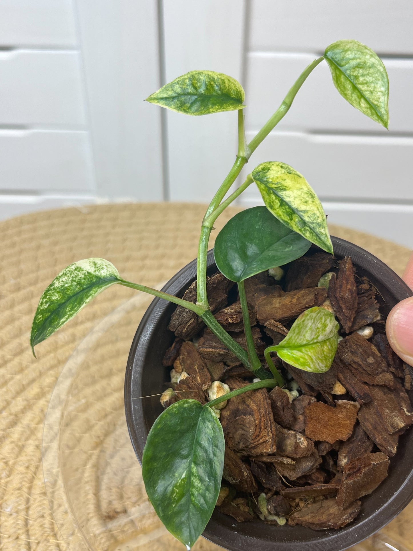 Epipremnum Pinnatum Bali Hanoman 5