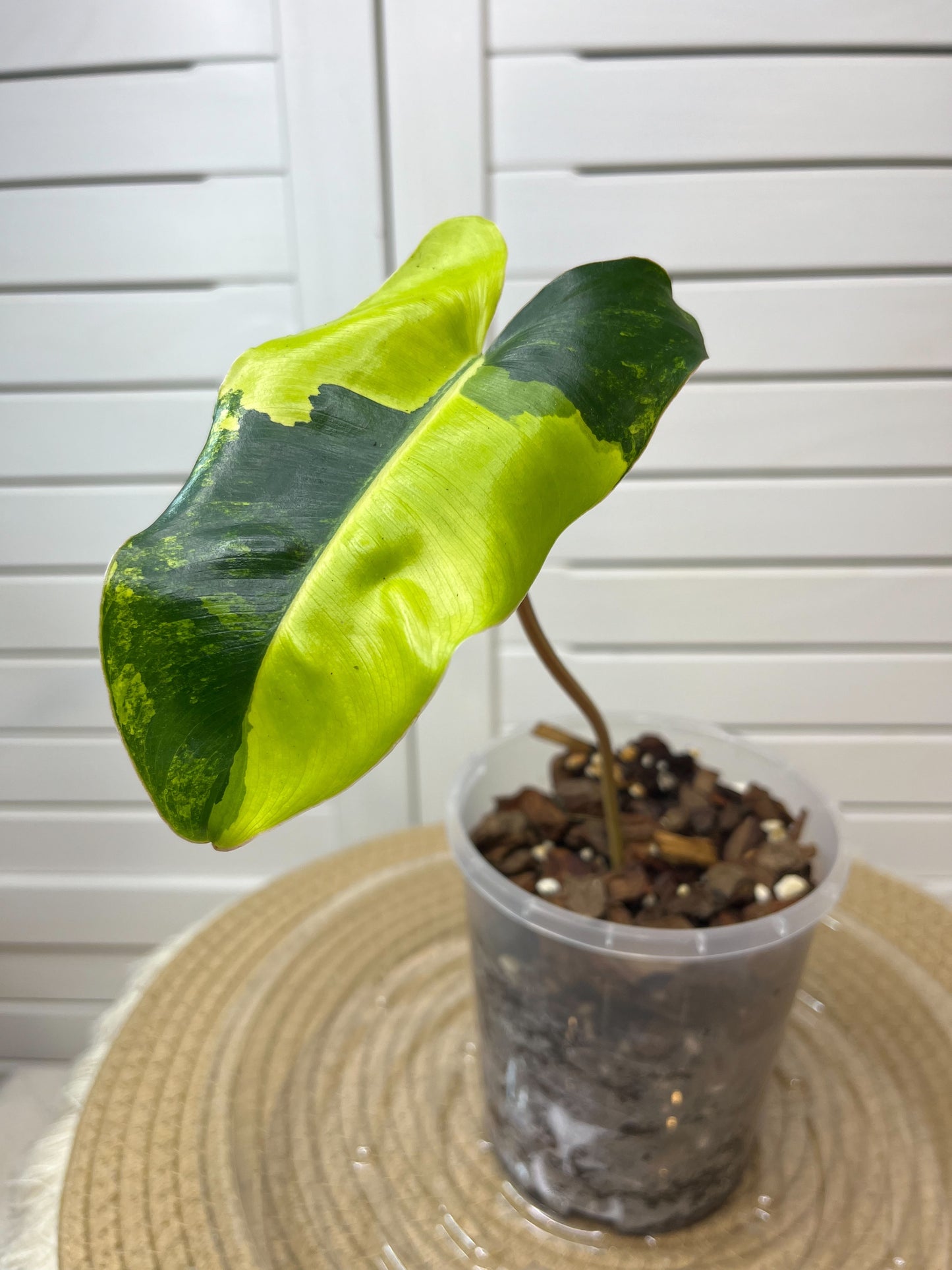 Philodendron Burle Marx variegated E