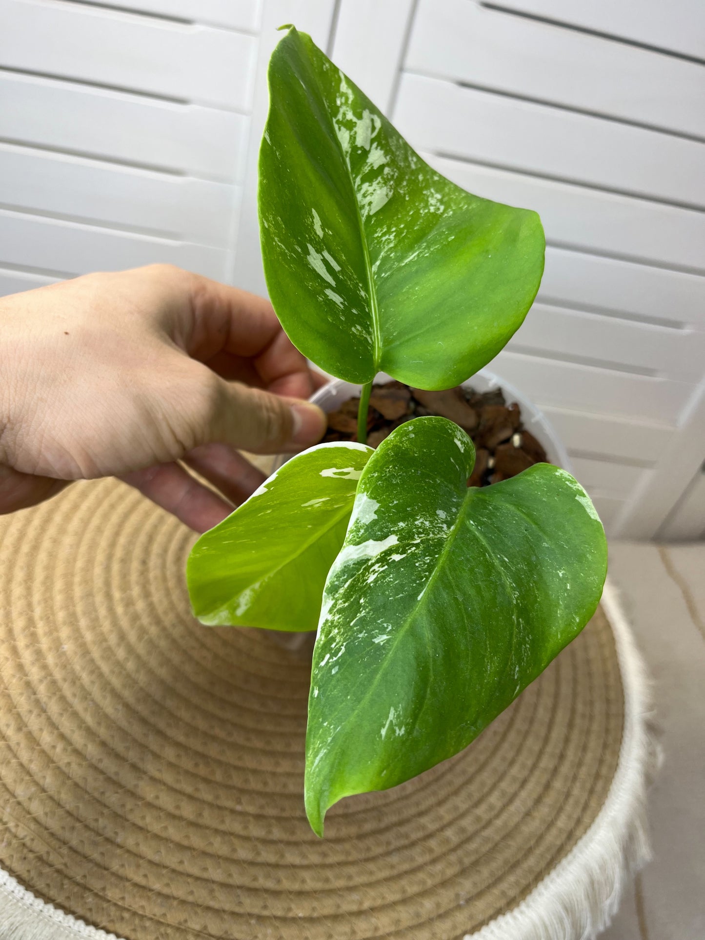 Monstera Borsigiana Albo Variegated #5