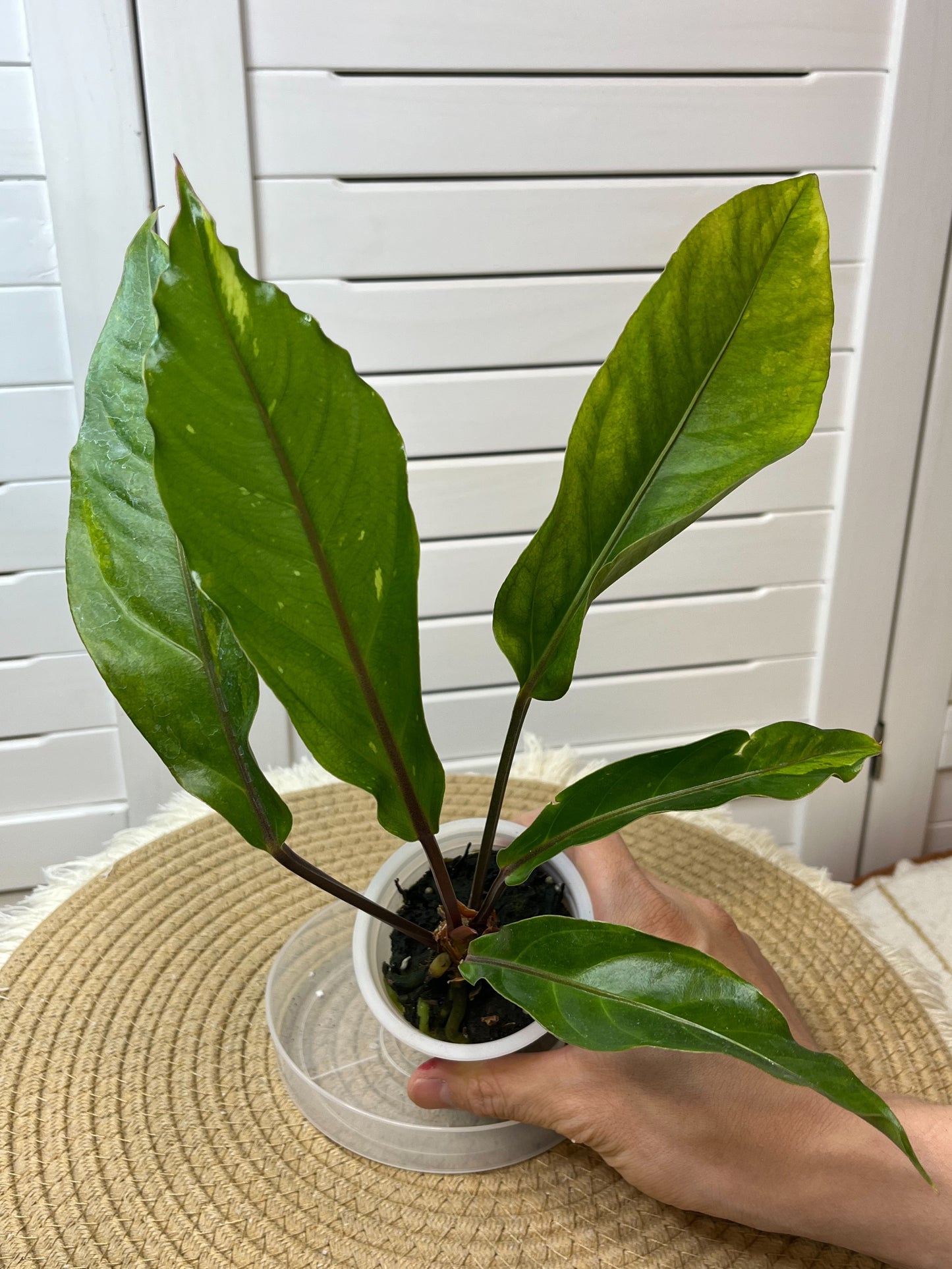 Anthurium Hookeri Variegated (5)