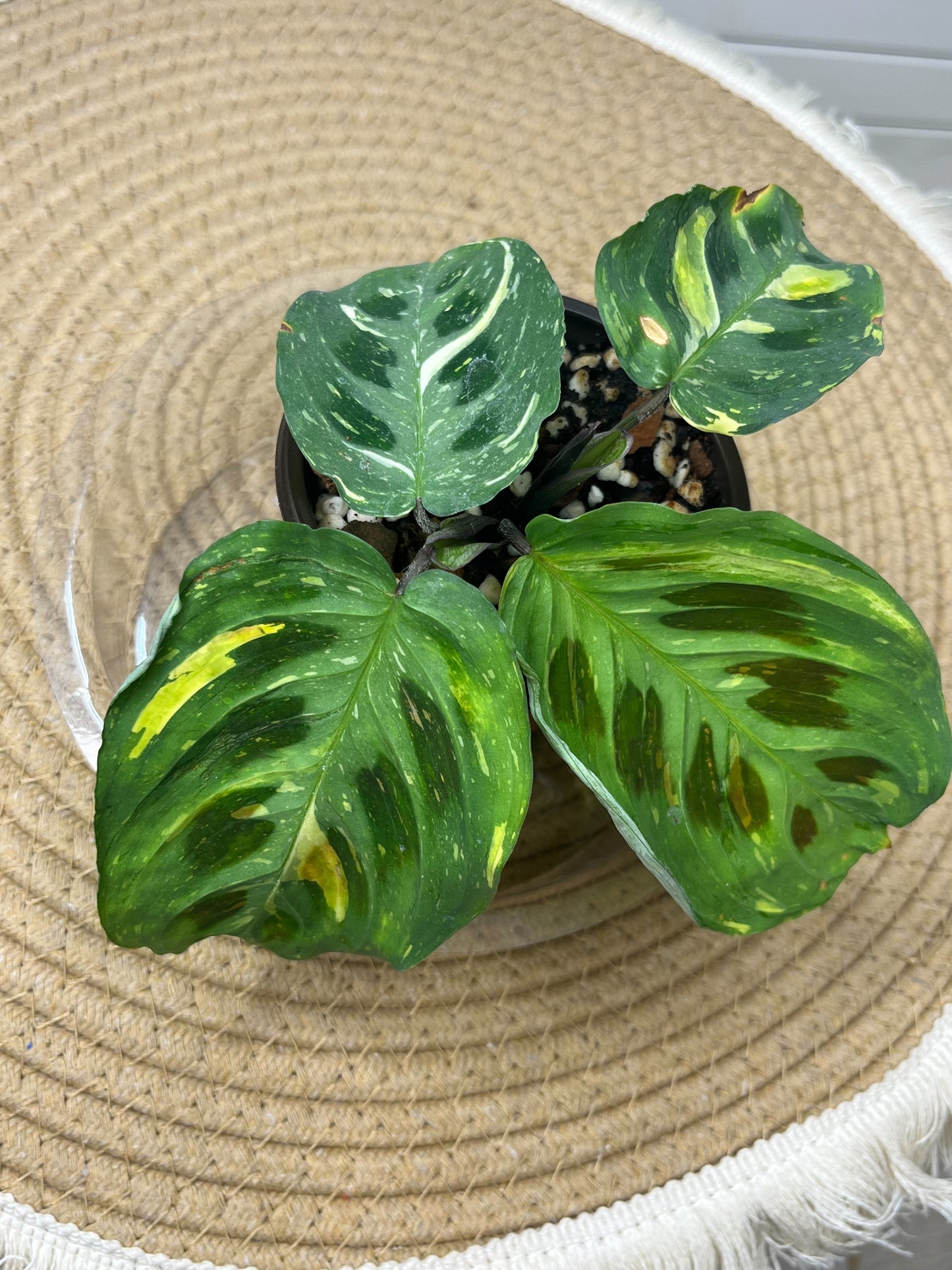 Prayer Plant(Maranta) Variegated @5
