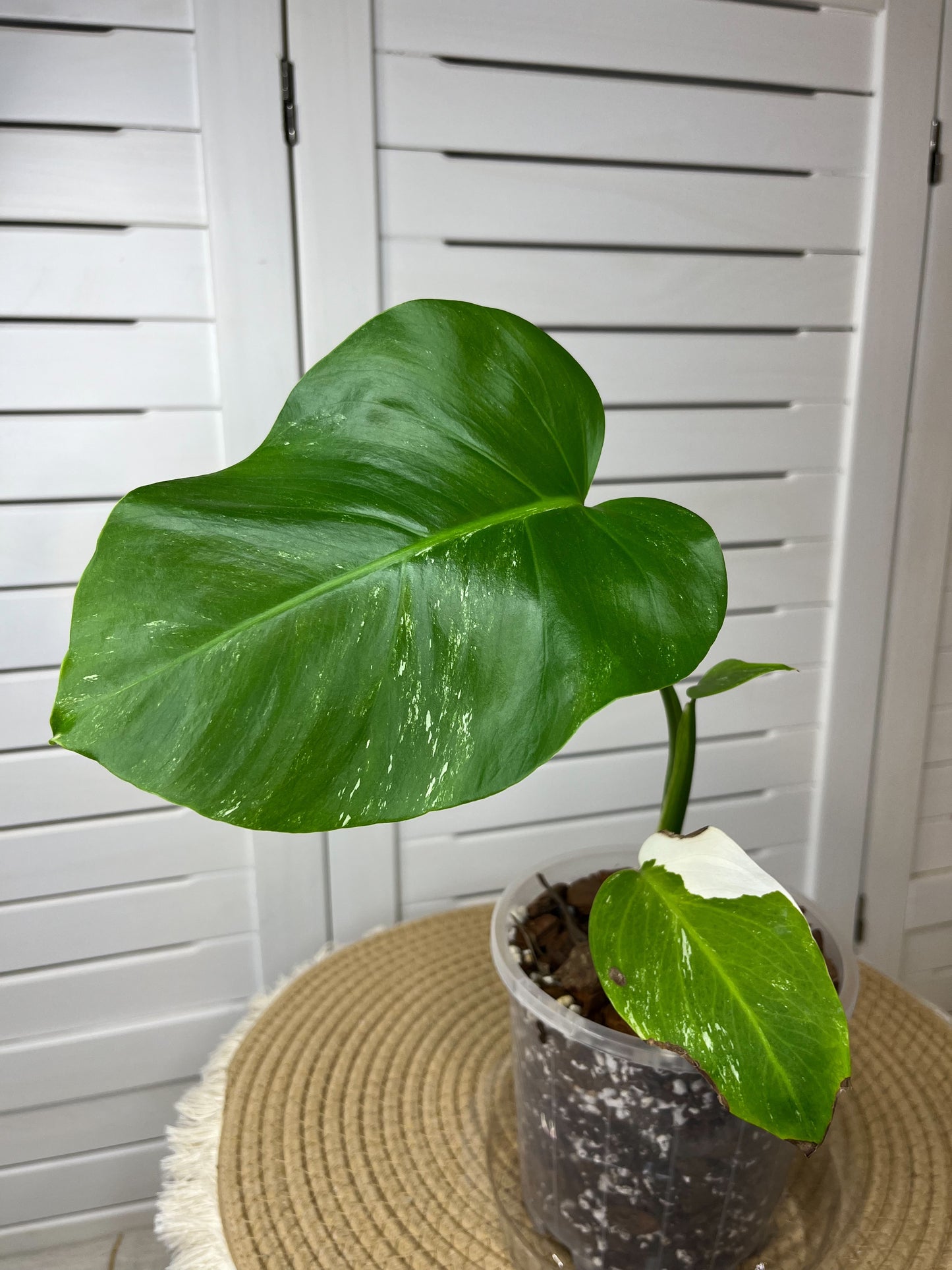 Monstera Borsigiana Albo Variegated (5)