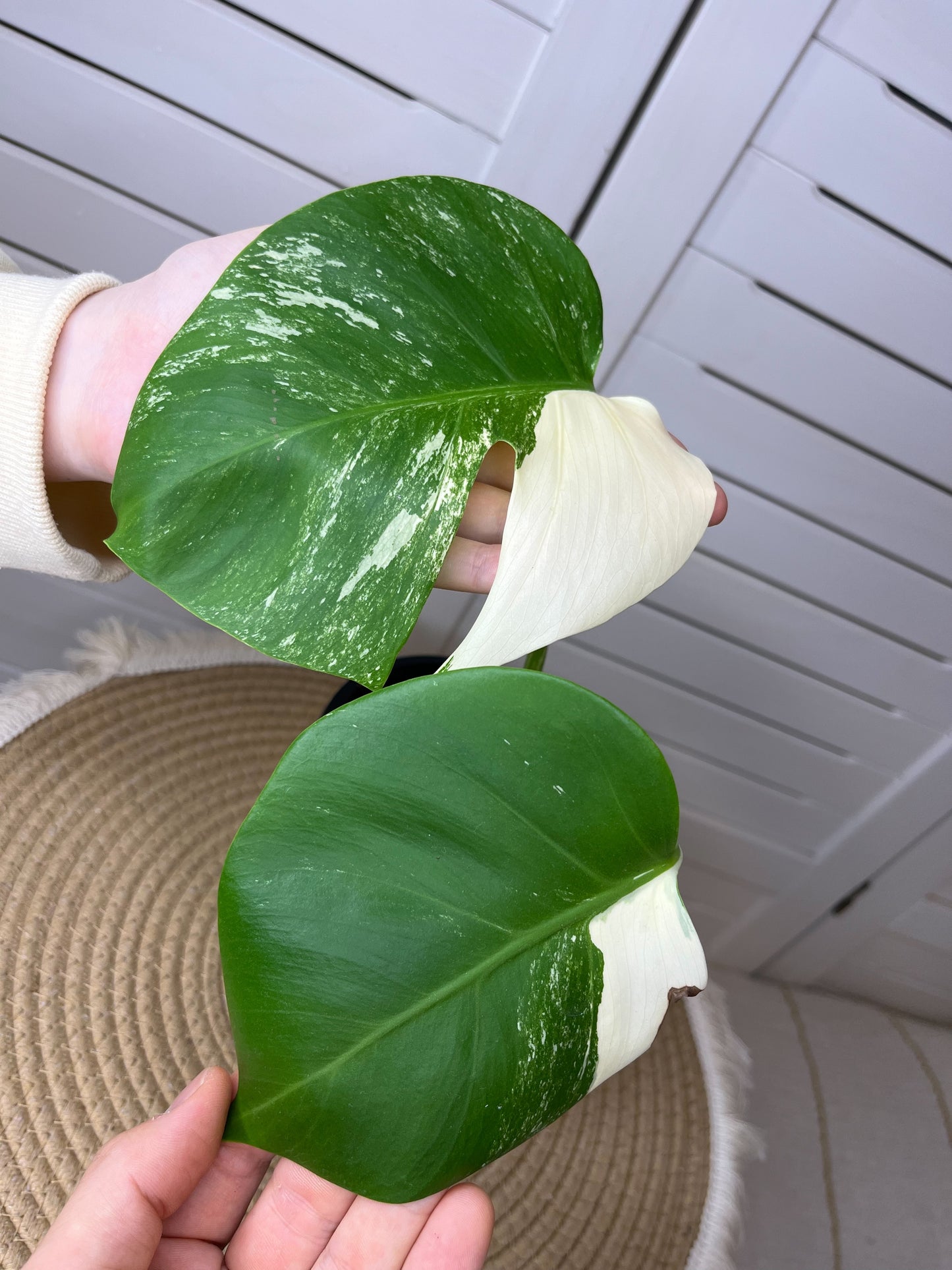 Monstera Borsigiana Albo Variegated 5