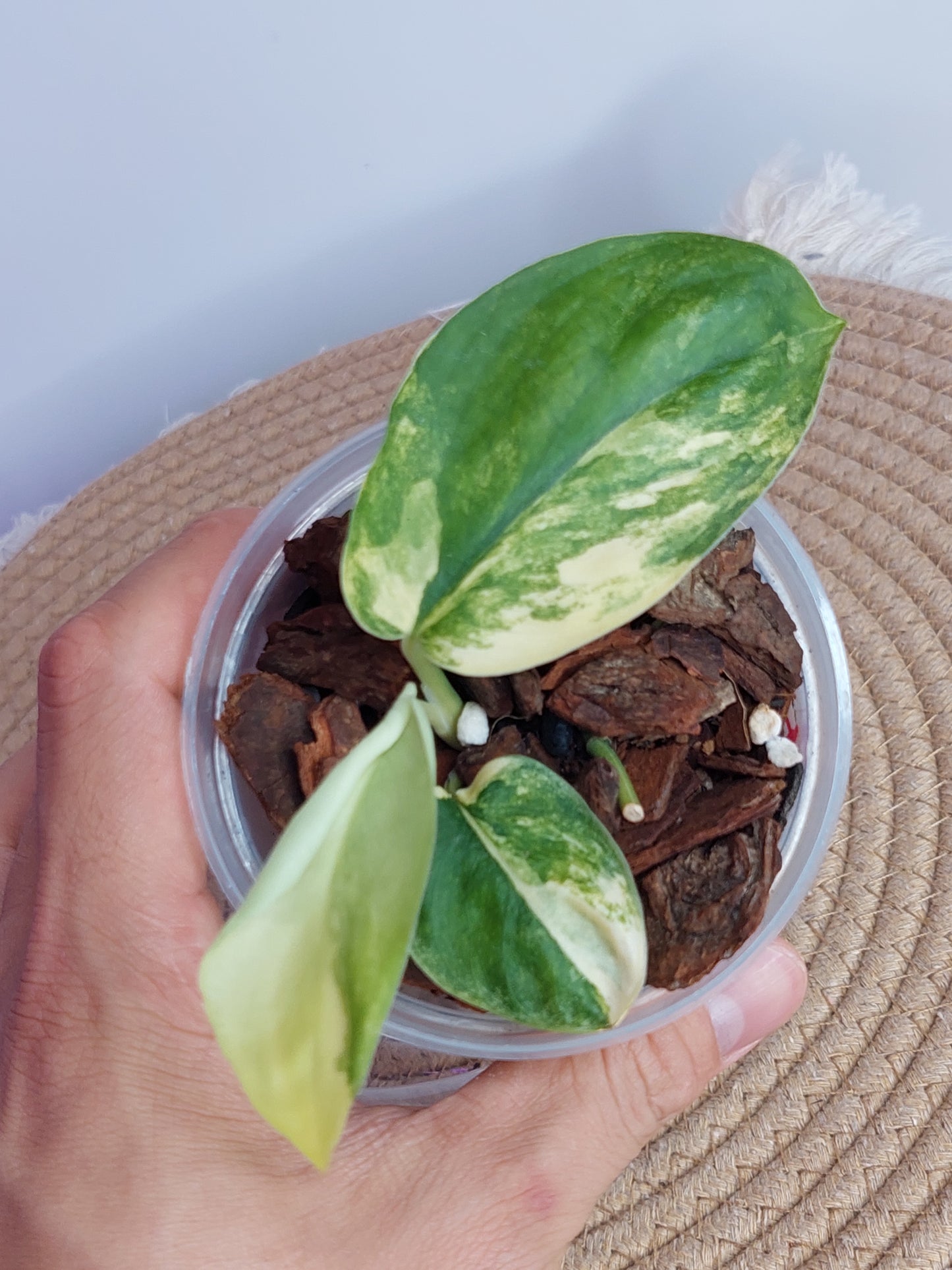 Scindapsus Jade Satin Variegated (1)