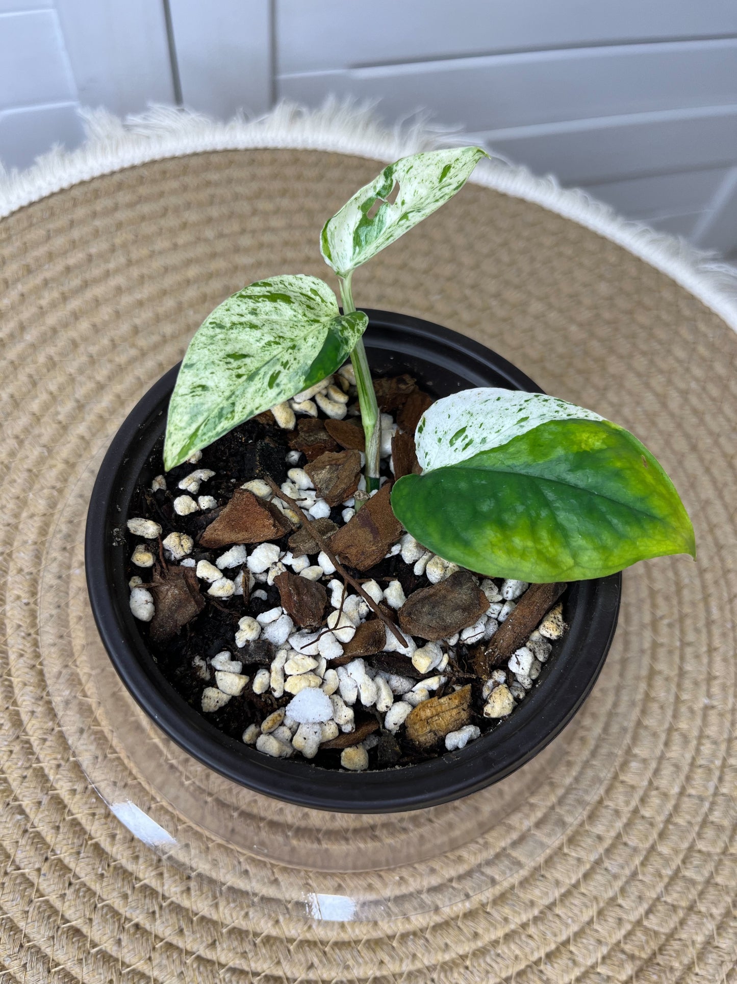 Epipremnum Pinnatum Marble 5