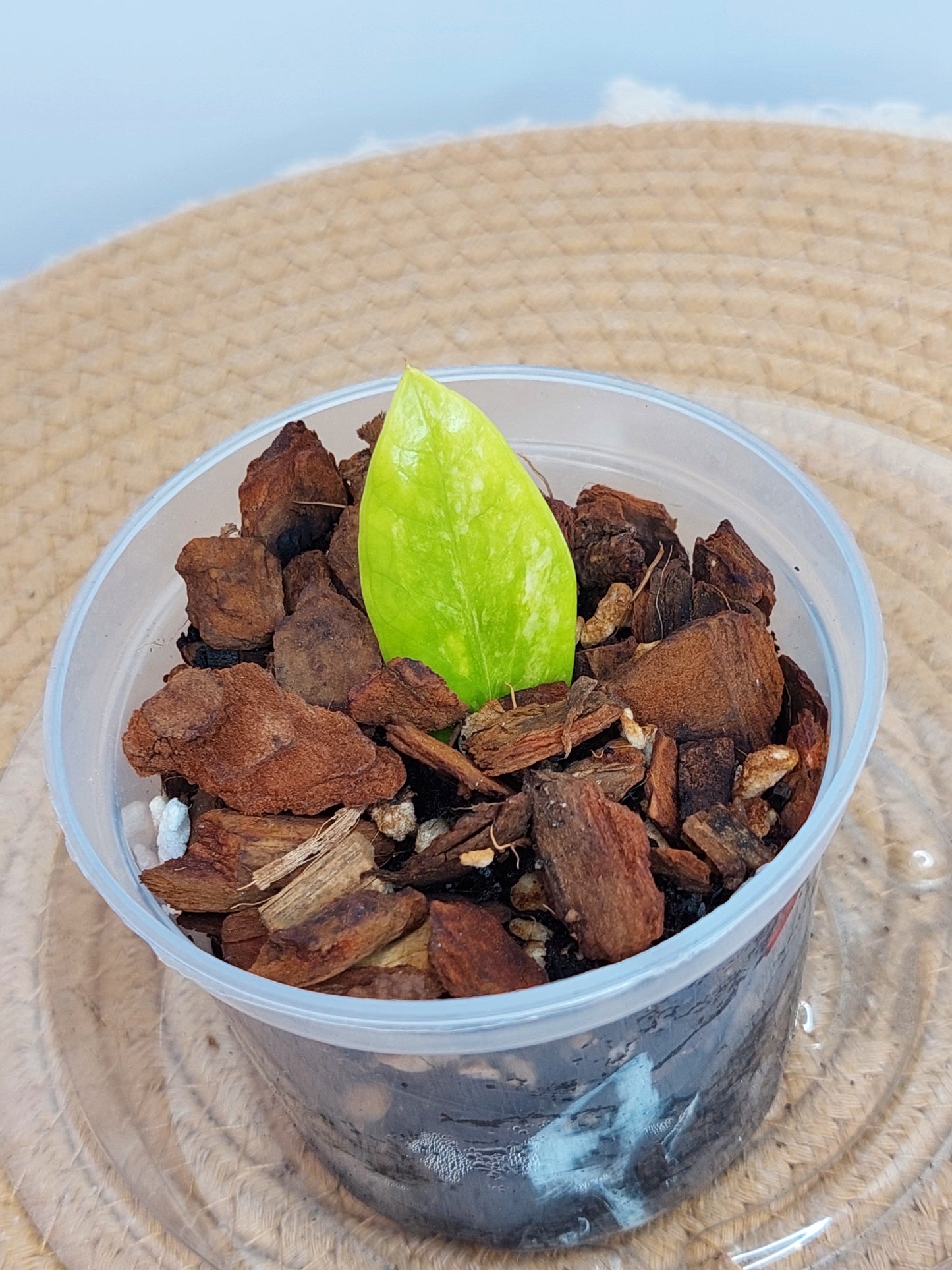 ZZ plant variegated 5