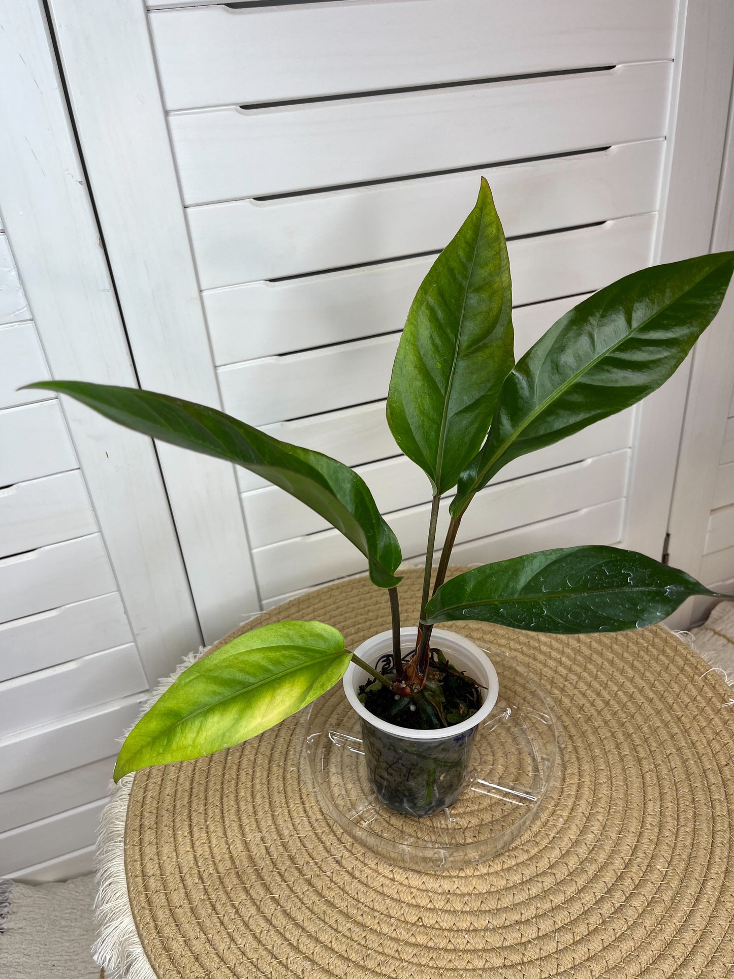 Anthurium Hookeri Variegated 5