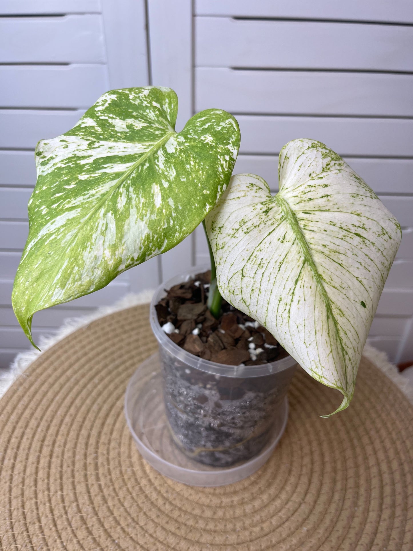Monstera Deliciosa Sunshine Mint Variegated (1)