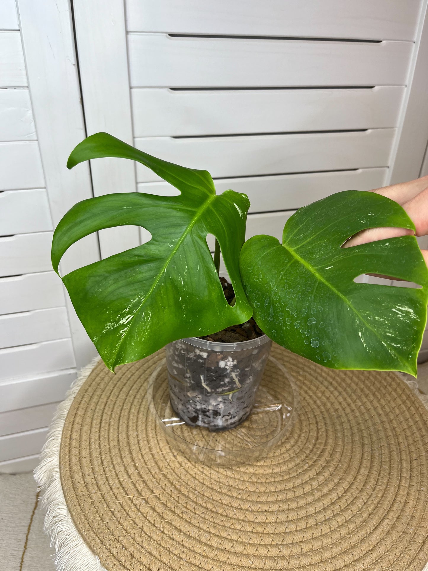 Monstera Borsigiana Albo Variegated 5